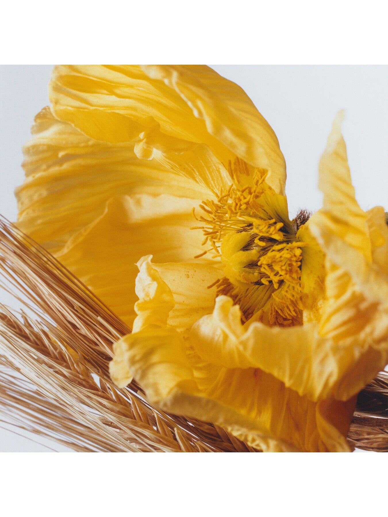 Poppy & Barley Cologne 100ml