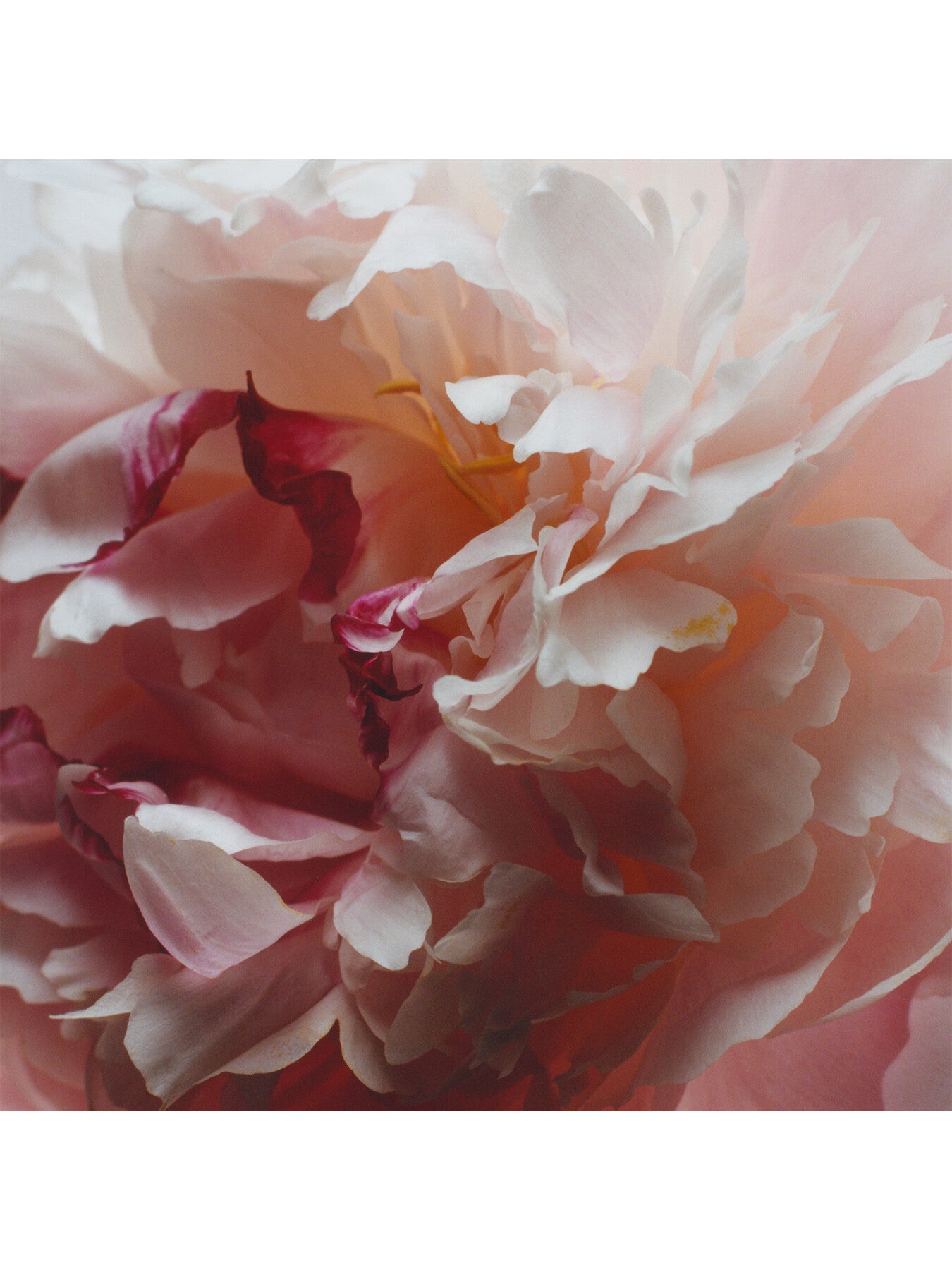 Peony & Blush Suede Cologne 50ml