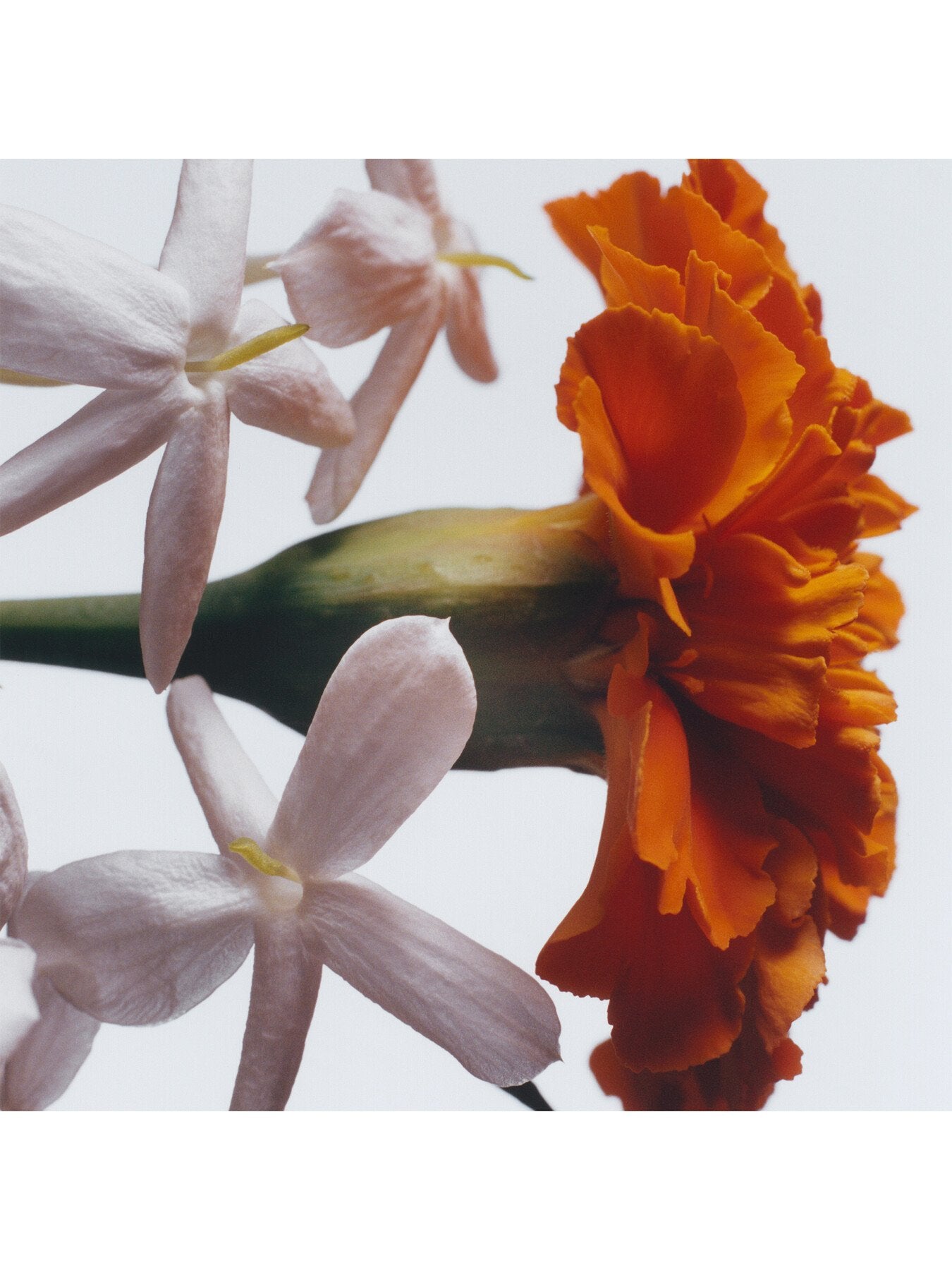 Jasmine Sambac & Marigold Home Candle 200g