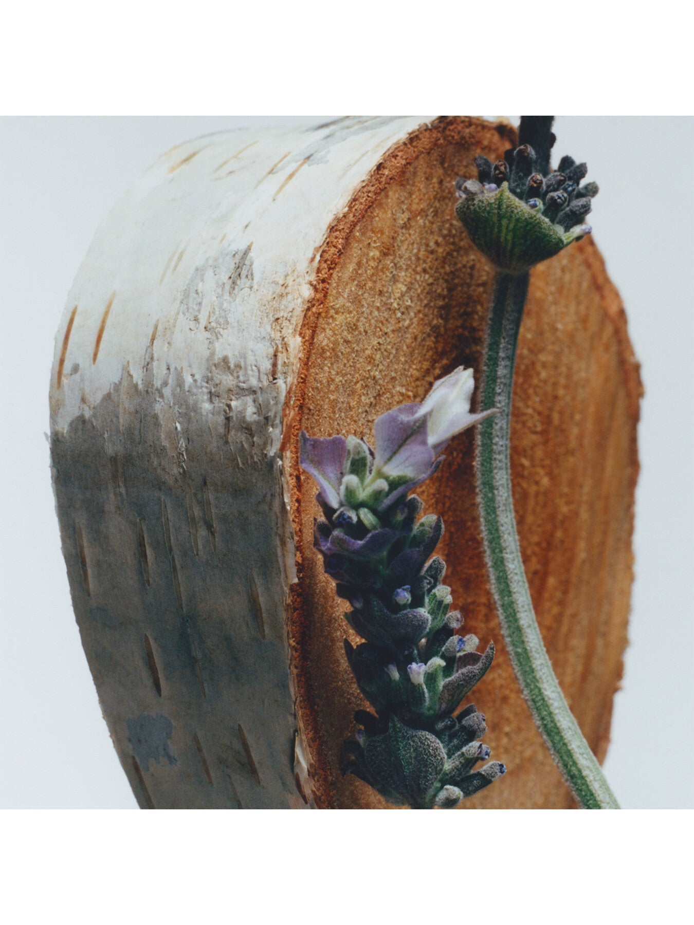 Silver Birch & Lavender Cologne 100ml