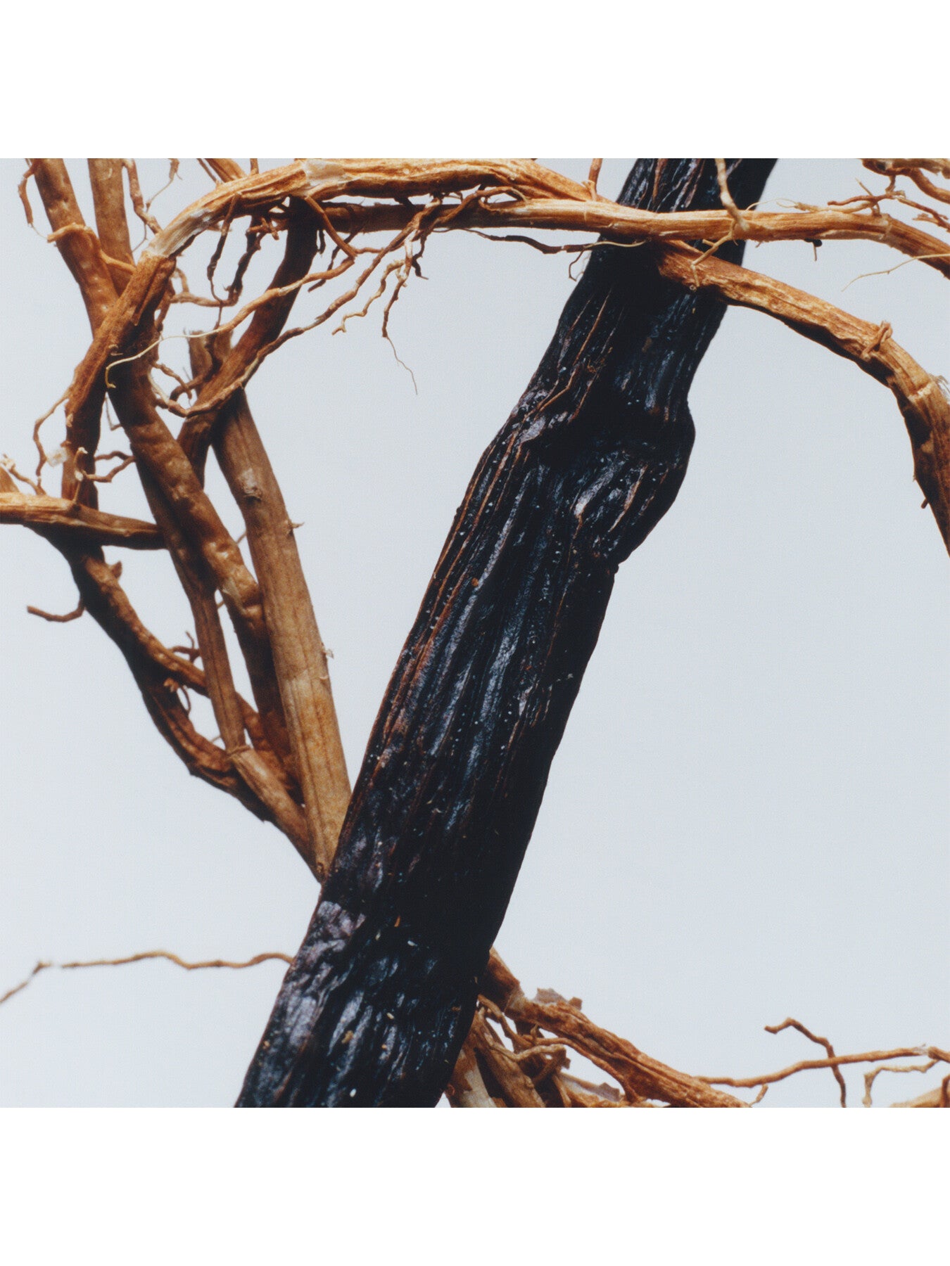 Vetiver & Golden Vanilla Cologne Intense 50ml