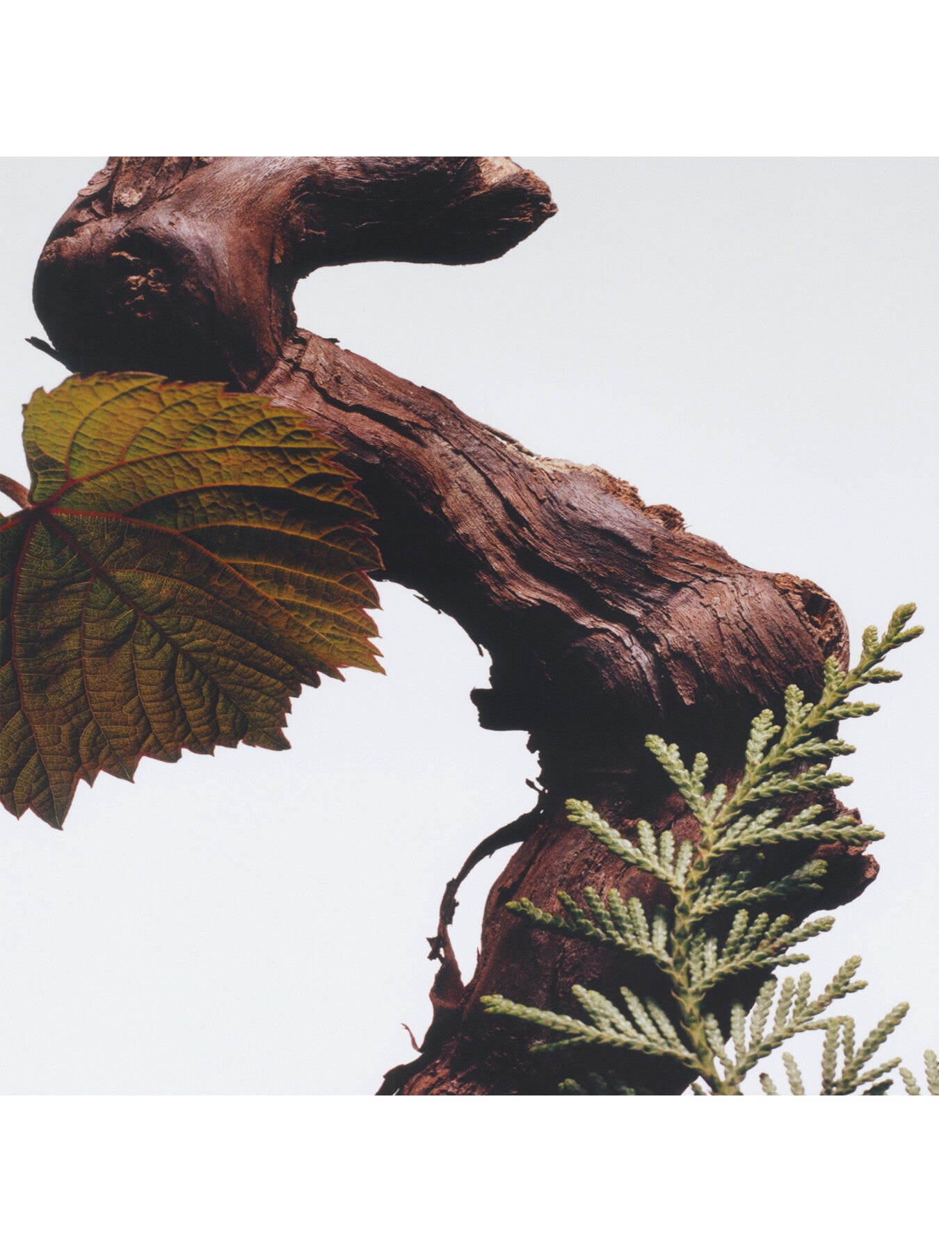 Cypress & Grapevine Cologne 9ml