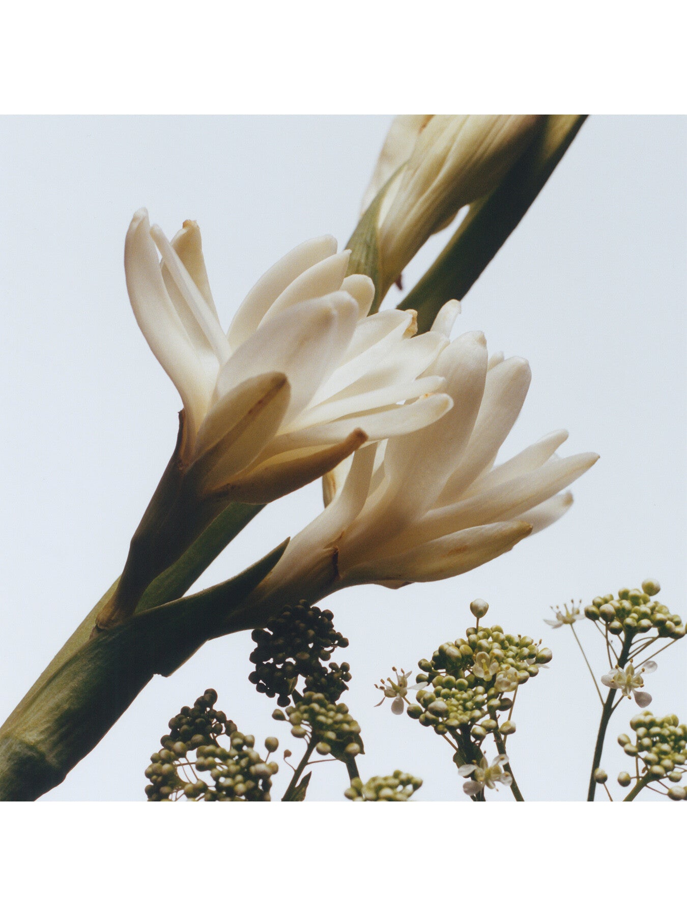 Tuberose Angelia Body Crème