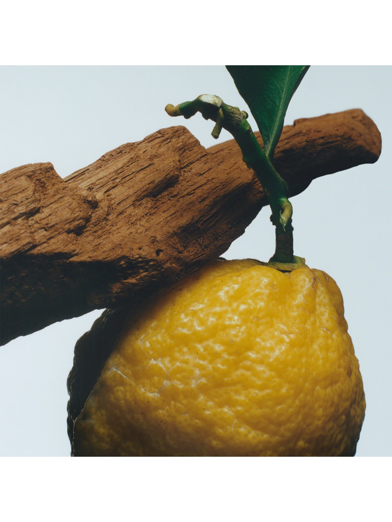 Oud & Bergamot Body & Hand Wash