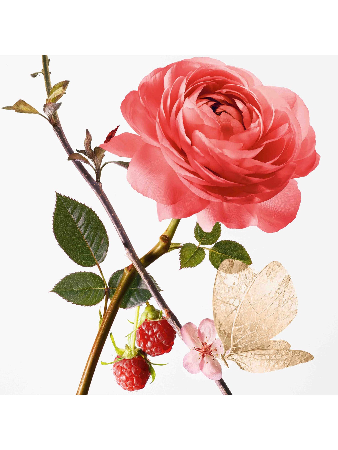 Rose Pompon Eau de Parfum 100 ml