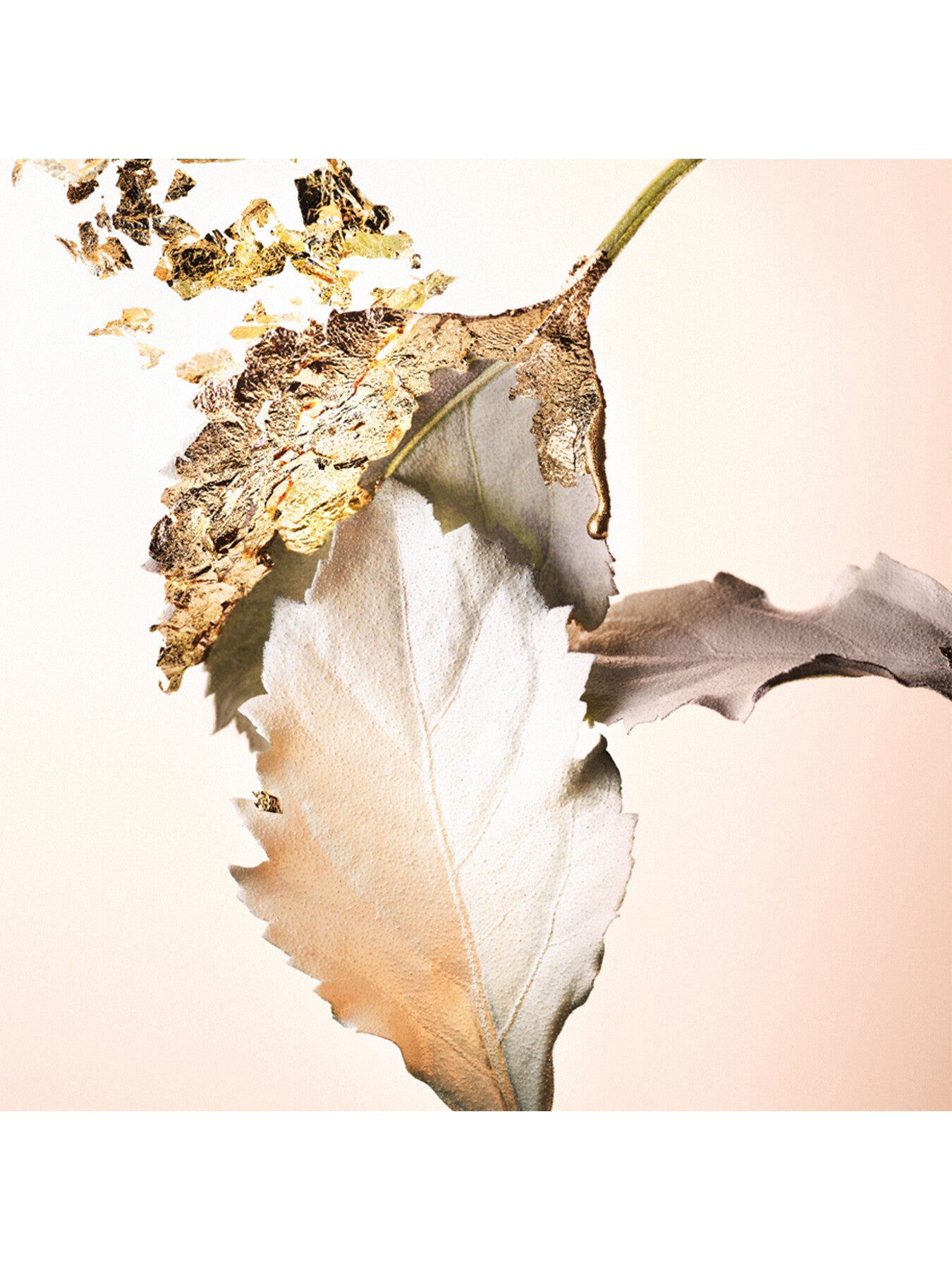 Splendida Patchouli Tentation Eau de Parfum 100ml