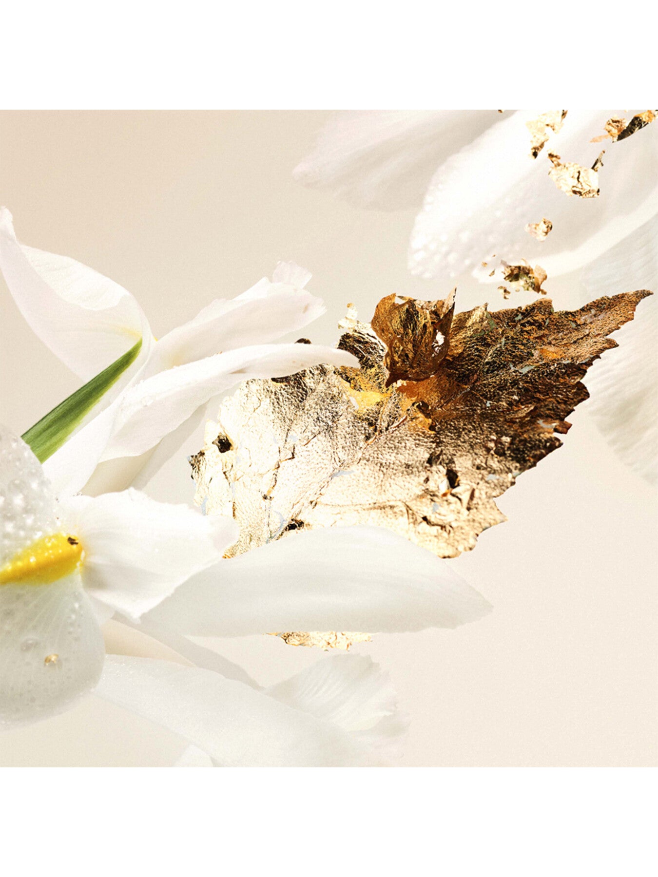 Splendida Patchouli Tentation Eau de Parfum 100ml