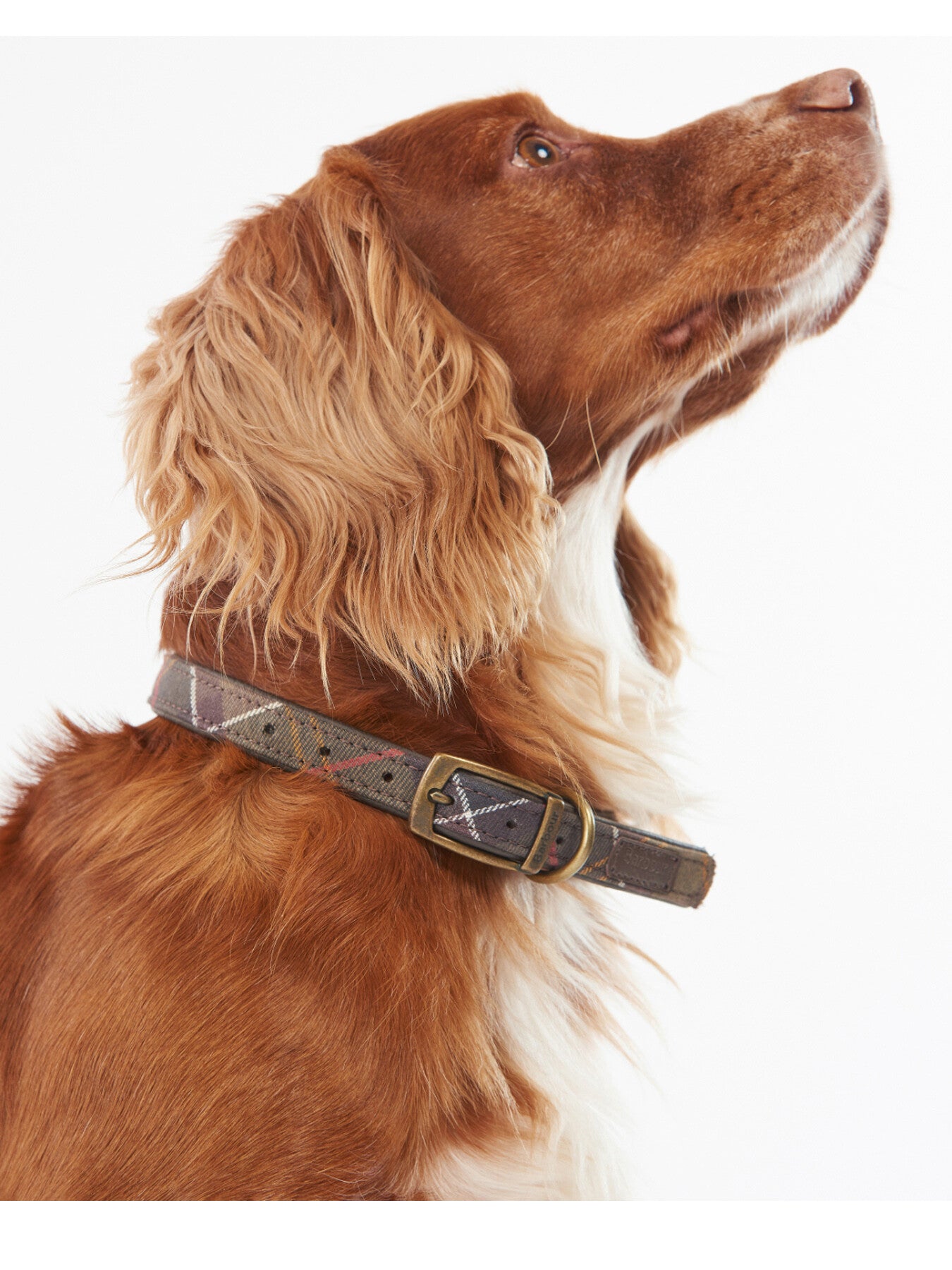Dog Collar Tartan Small