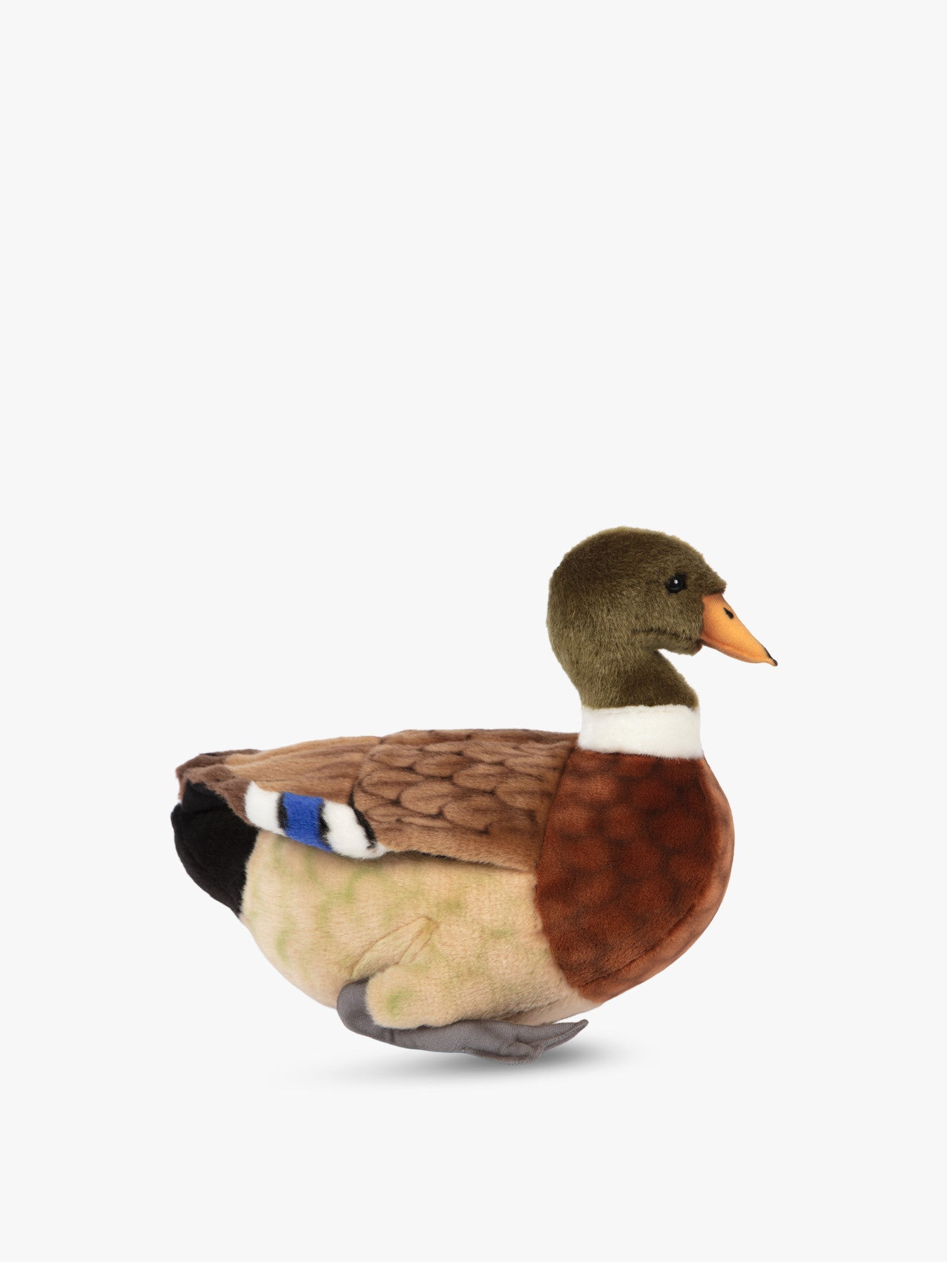 Mallard Duck