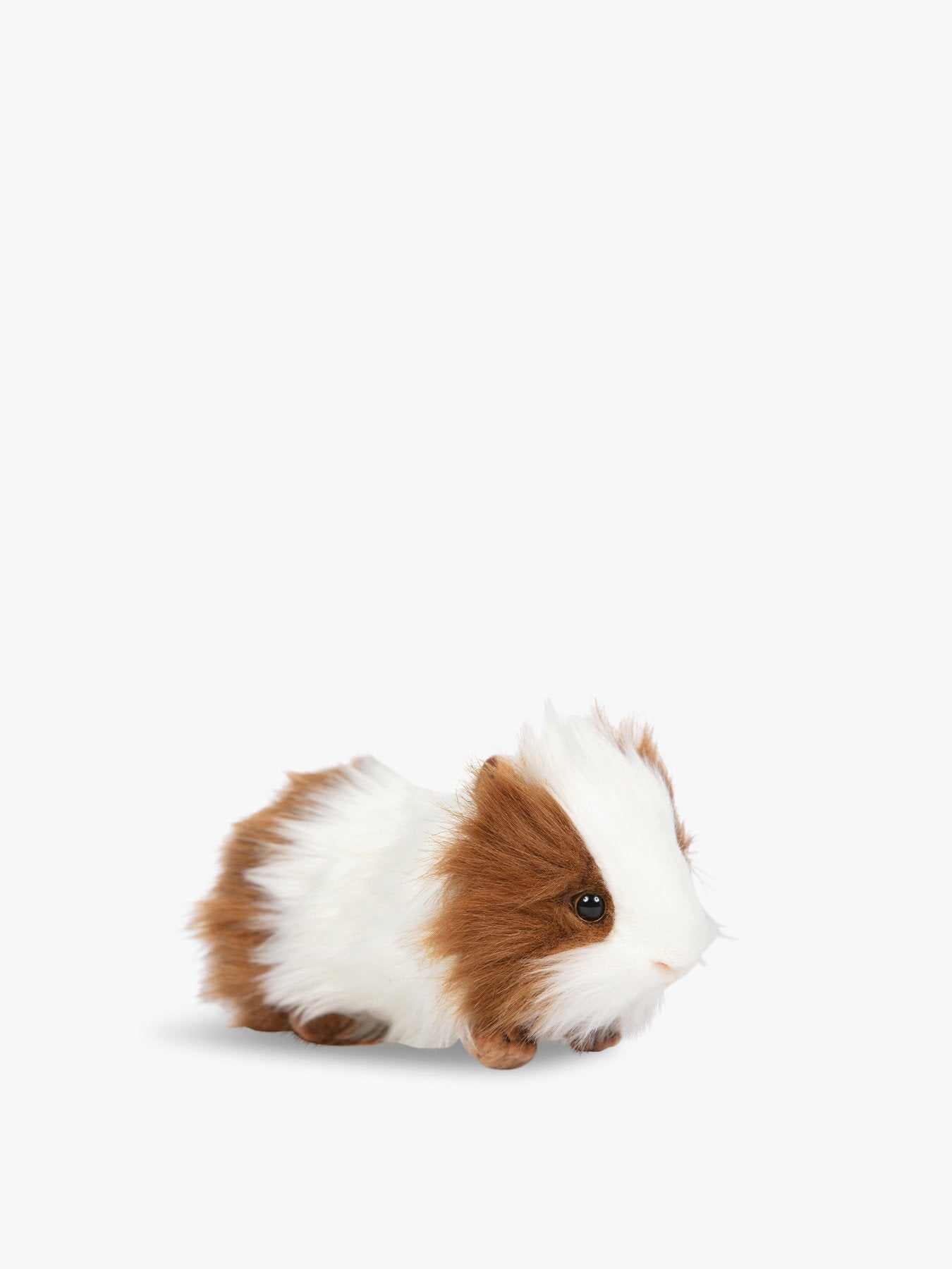 Guinea Pig BrownWhite