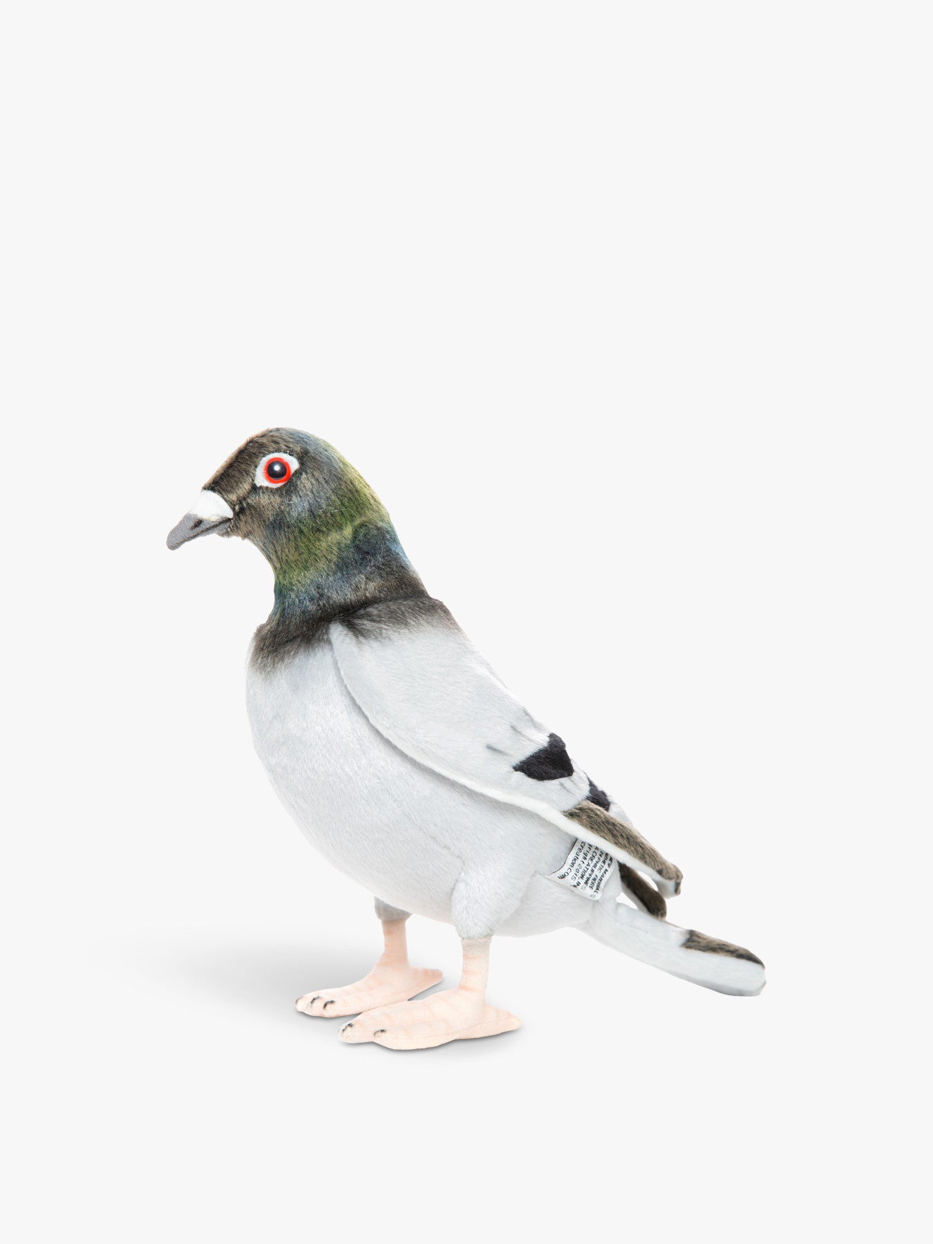 Pigeon