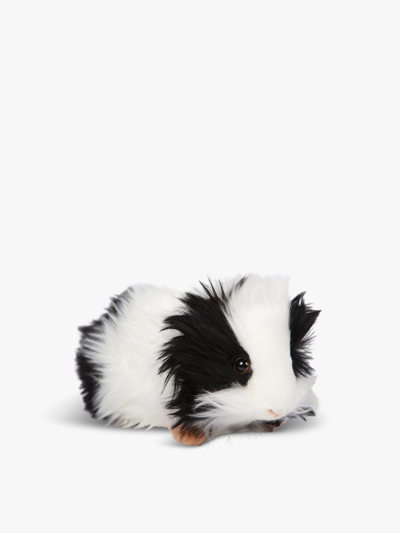 Guinea Pig BlackWhite