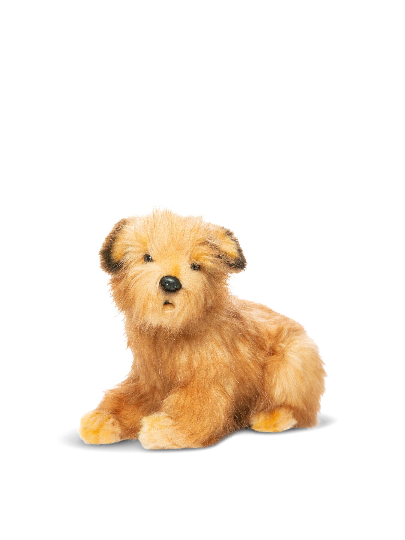 Norfolk Terrier Dog