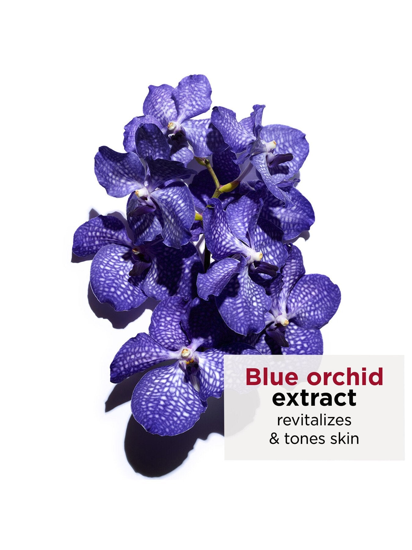 Blue Orchid Oil DevitalizedDehydrated Skin