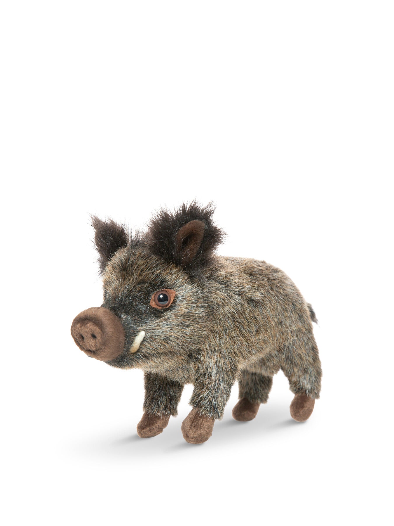 Wild Boar