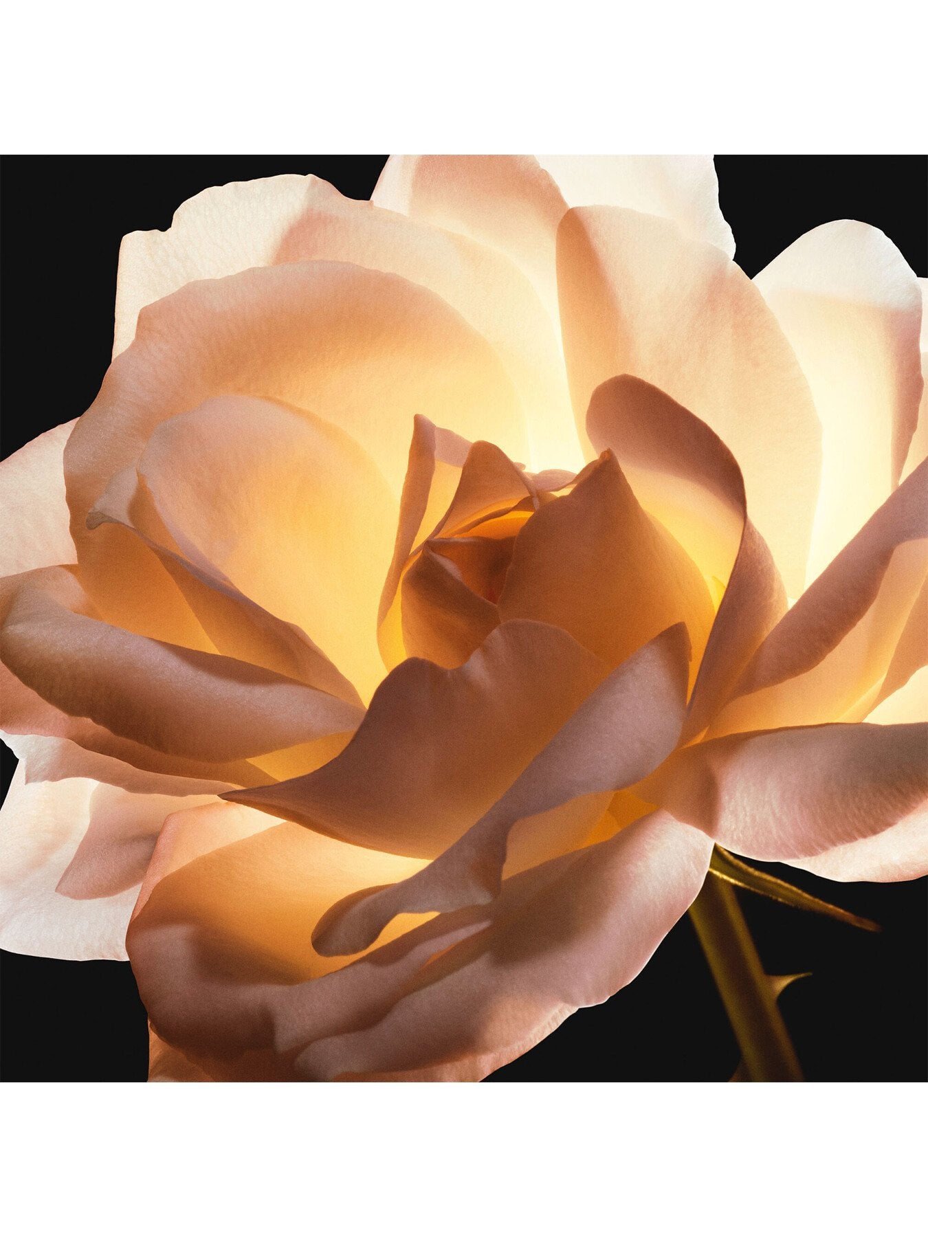 Prestige La Creme Fine Refill 50ml