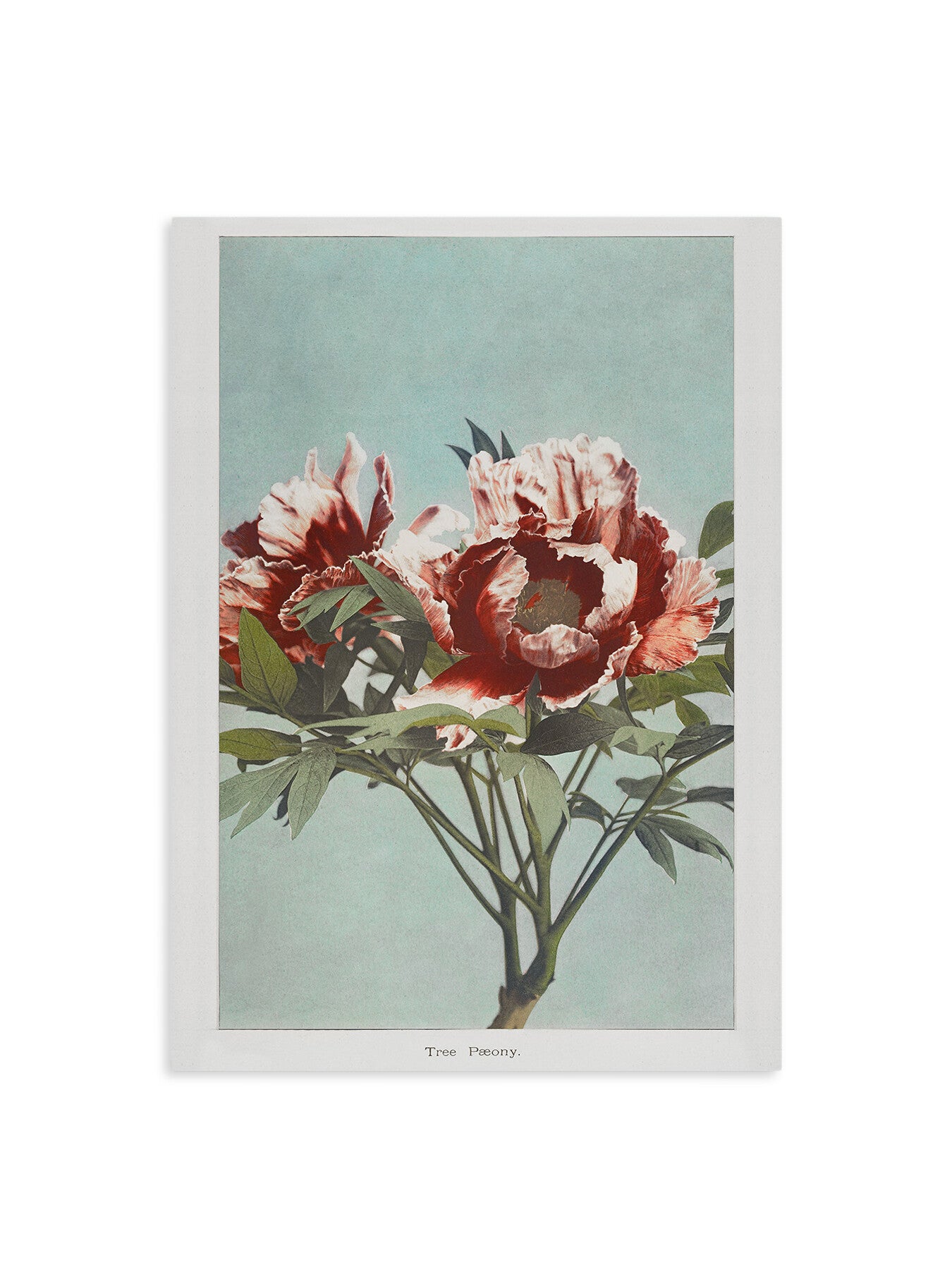 Tree Peony I