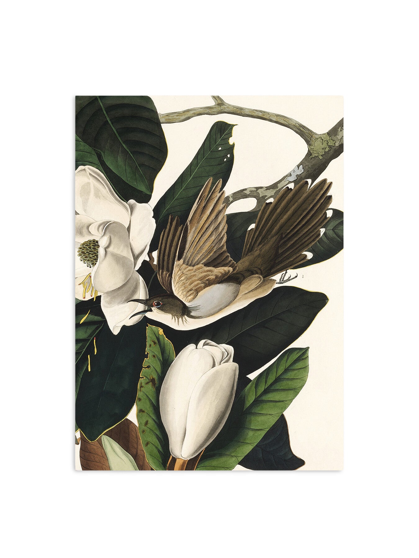 In the Magnolia Tree East