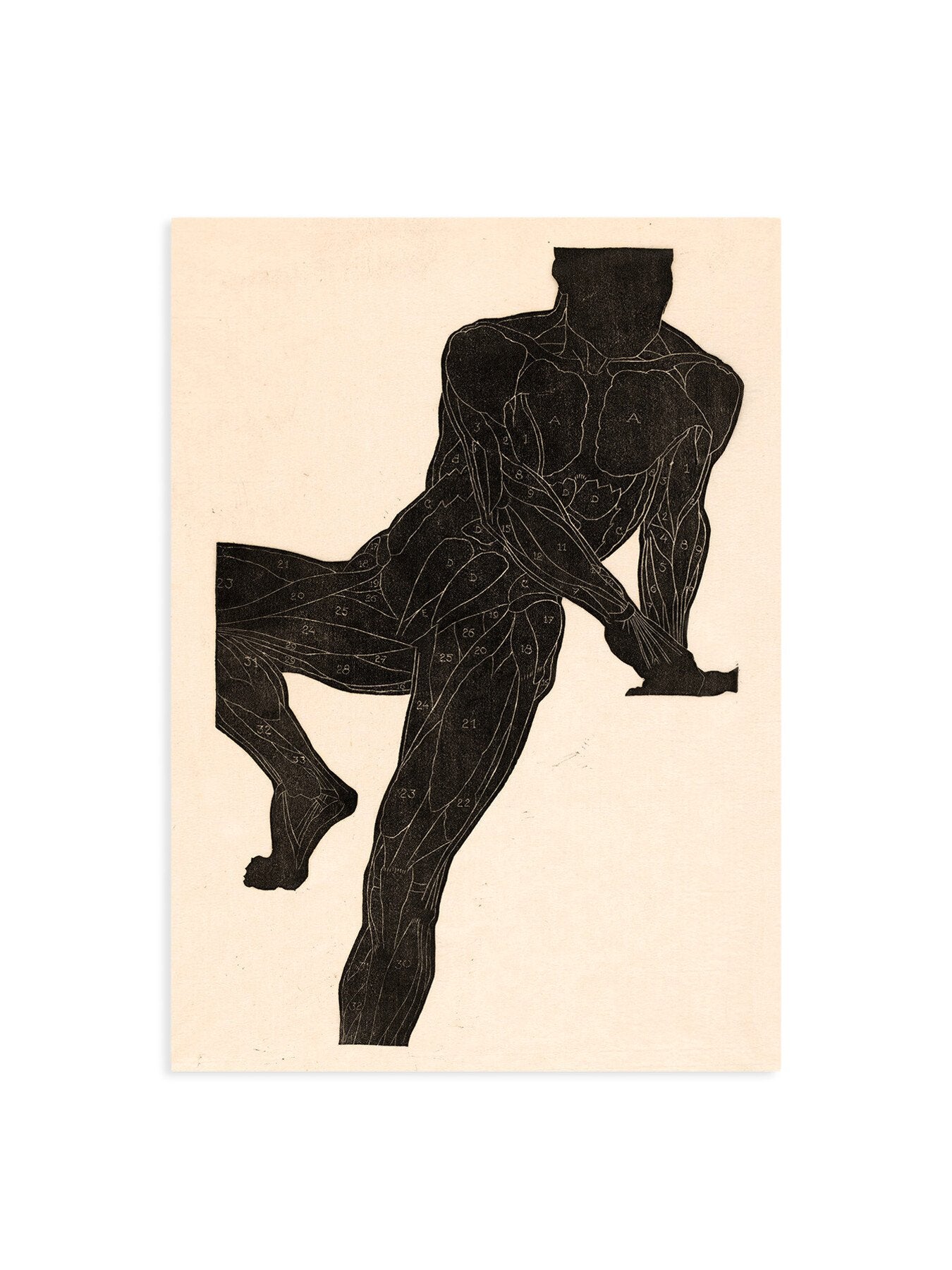 Lounging Muscle Chart