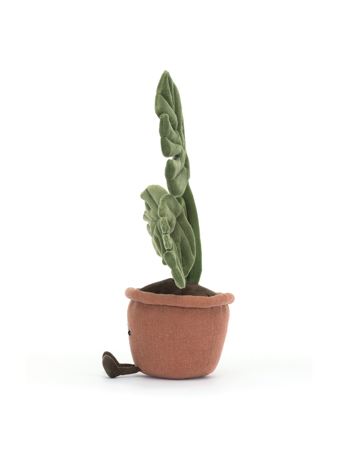 Amuseable Rubber Plant