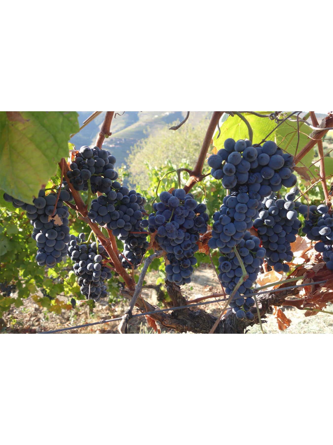 Sandeman Quinta do Seixo Port