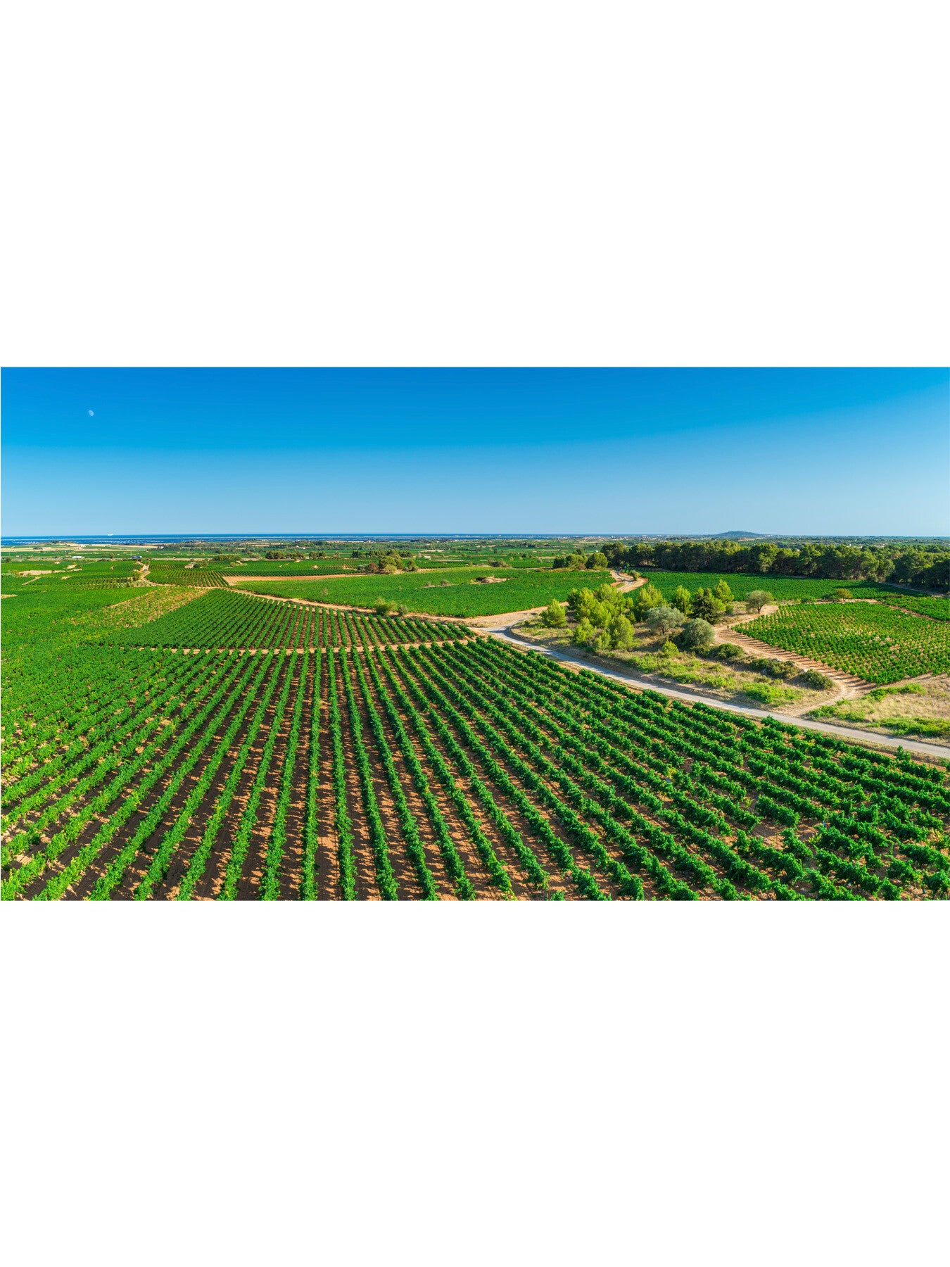 Les Caves de Richemer Piquepoul