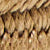 Timber Brown
