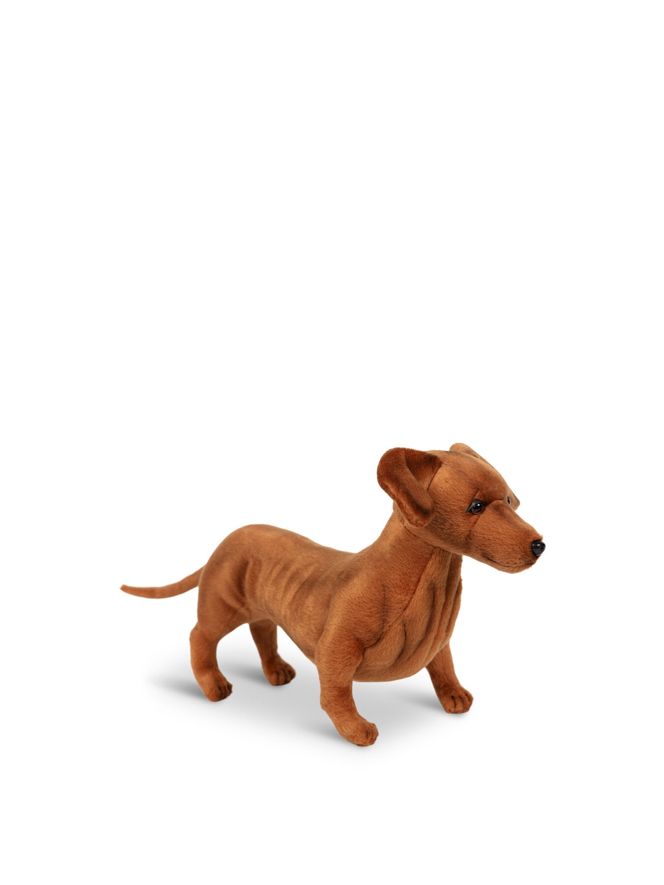 Dachshund Standing