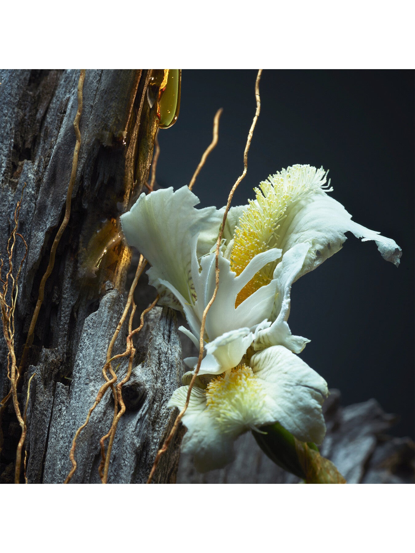 Vetiver Le Parfum Eau de Parfum 100ml