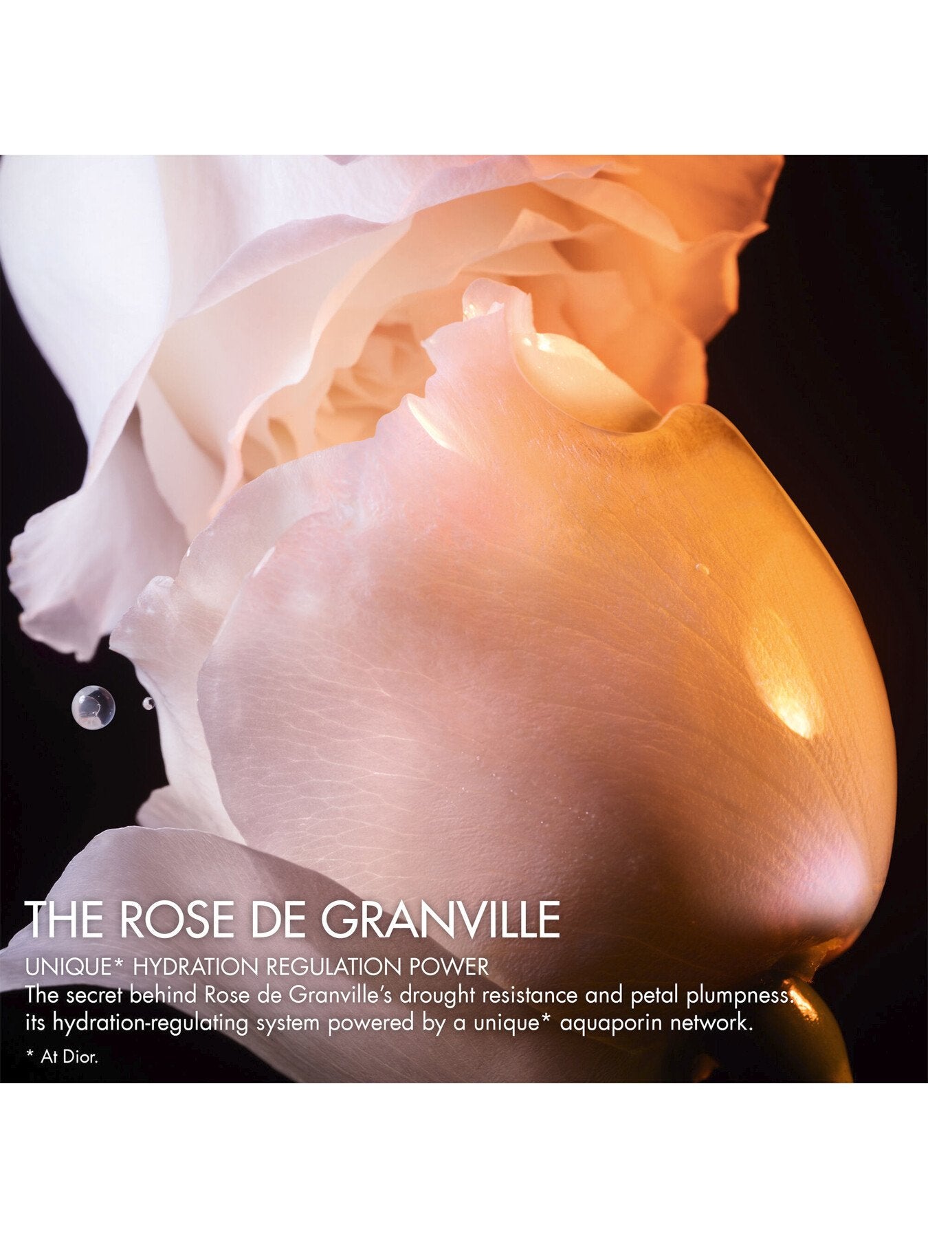 Prestige Lotion De Rose