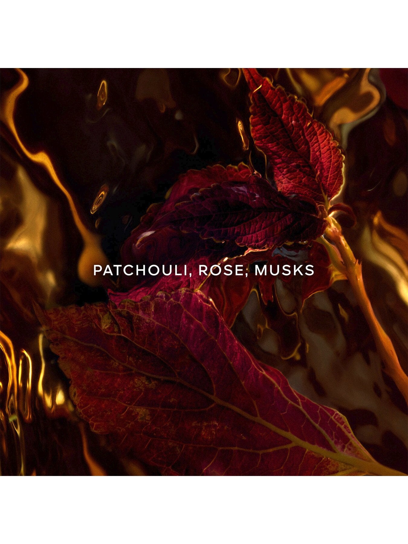 Absolus Allegoria Patchouli Ardent Eau de Parfum