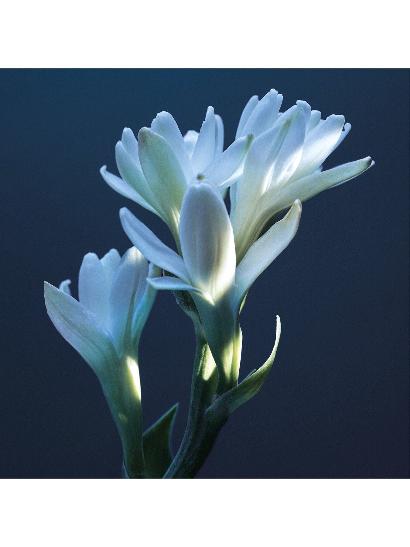 Atelier des Fleurs Tubéreuse Lazuli Eau de Parfum 50ml