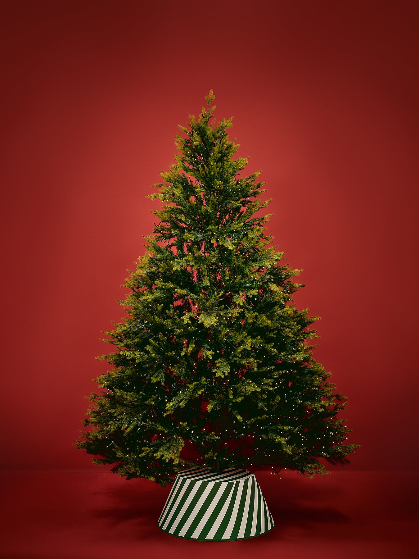 Rocky Mountain Pine Christmas Tree 6ft