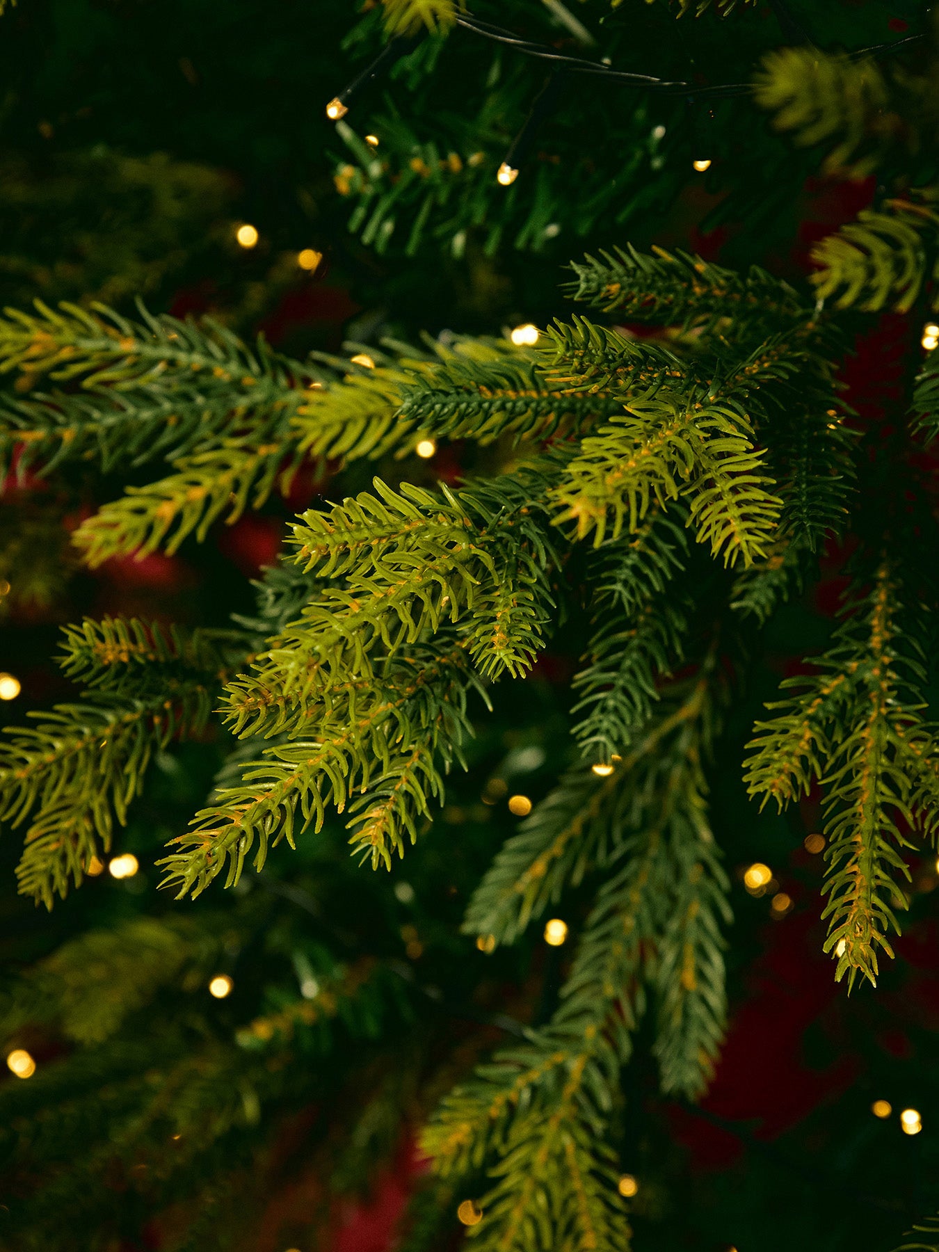 Rocky Mountain Pine Christmas Tree 6ft