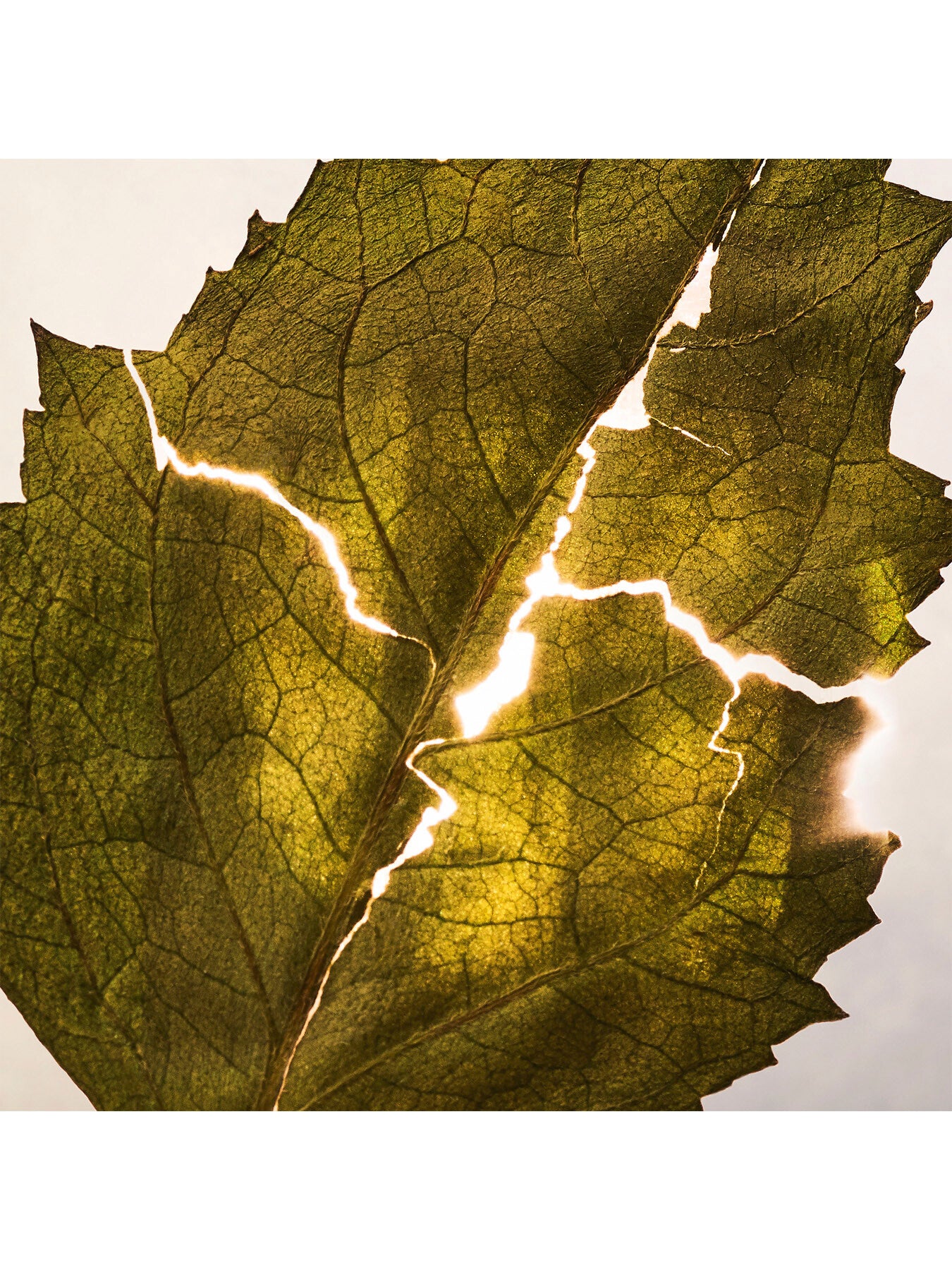 Allegra Magnifying Patchouli Eau de Parfum 40ml