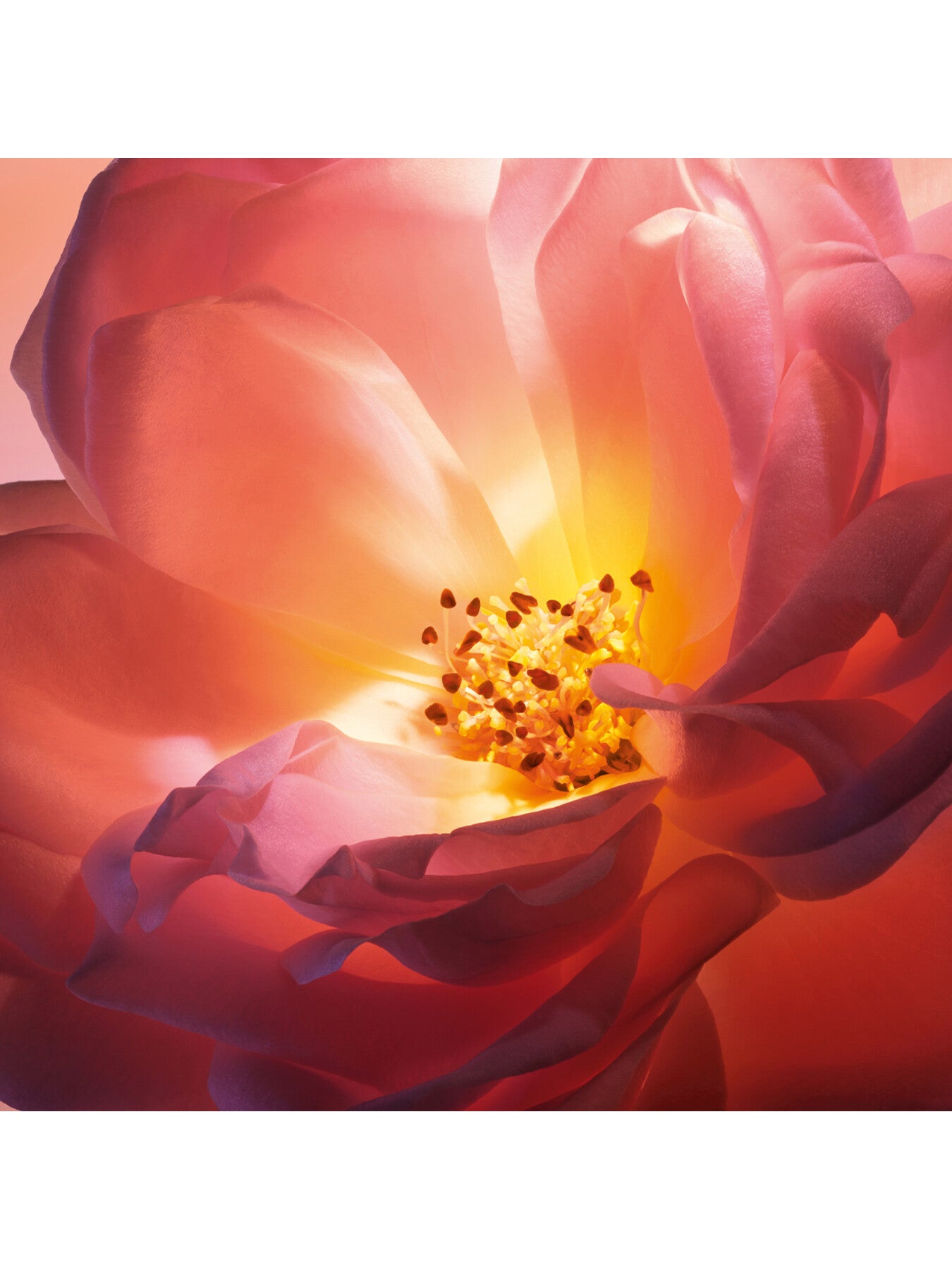 Absolue Les Parfums Hot As Rose Eau de Parfum 50ml
