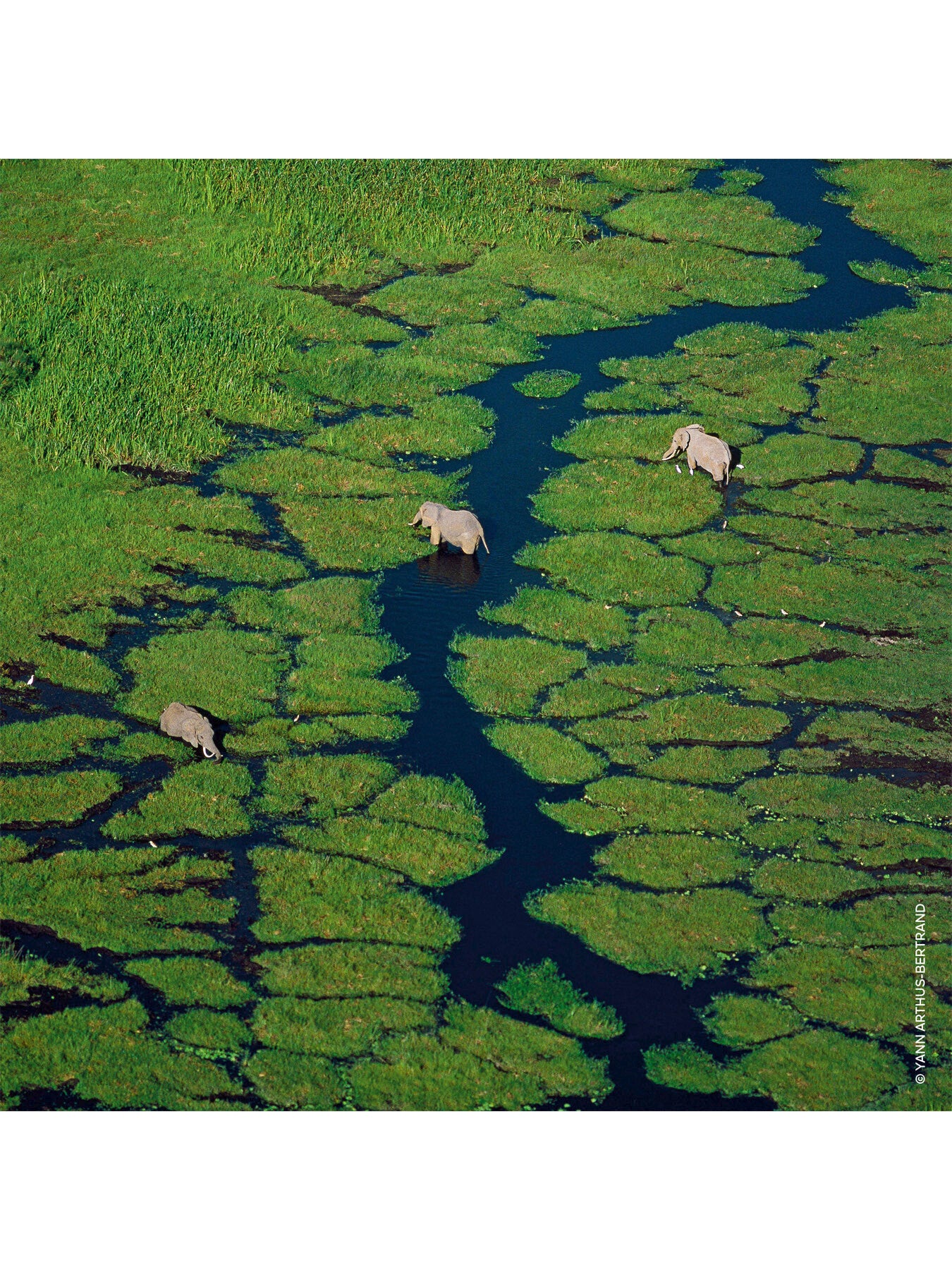 Aqua Allegoria Rosa Verde Eau De Toilette 125ml