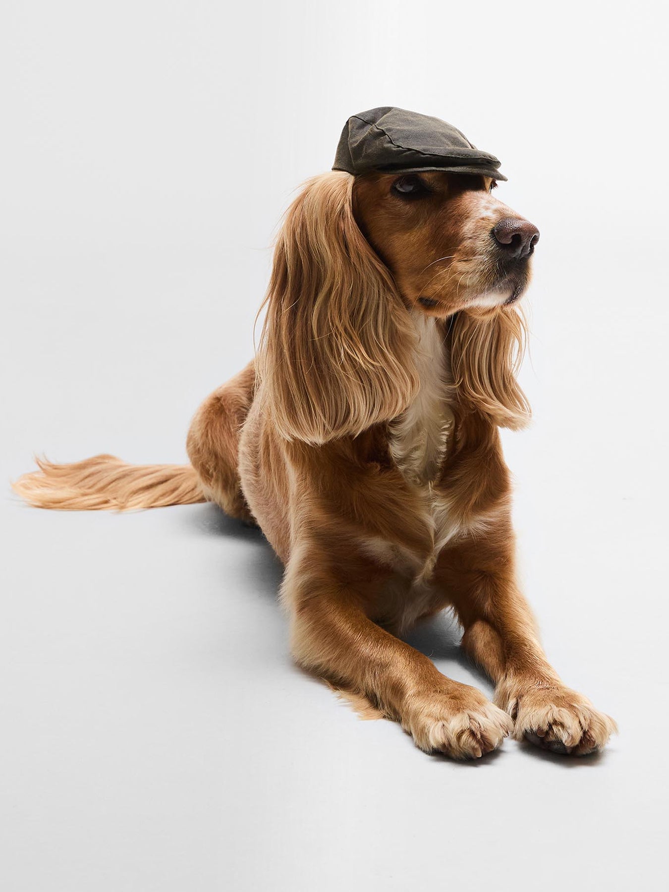 Dog Wax Flat Cap Olive Small-Medium