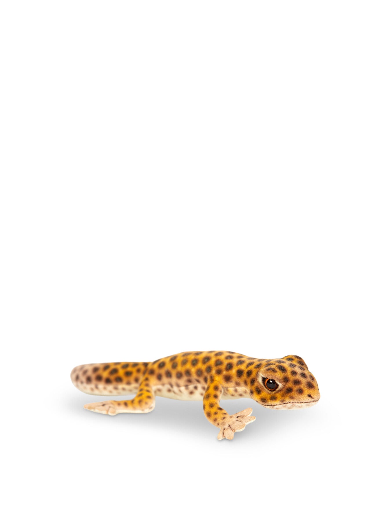 Leopard Gecko
