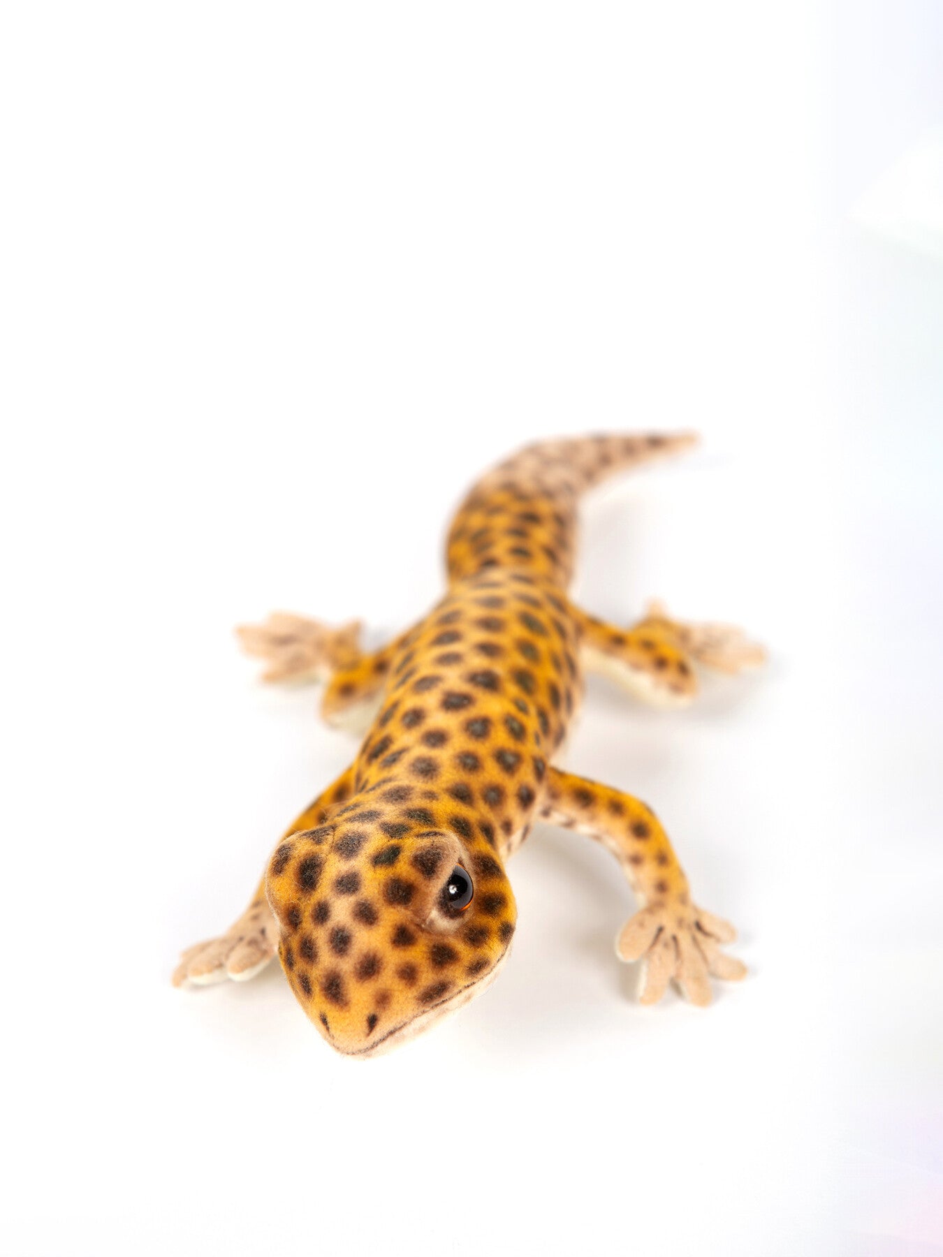 Leopard Gecko