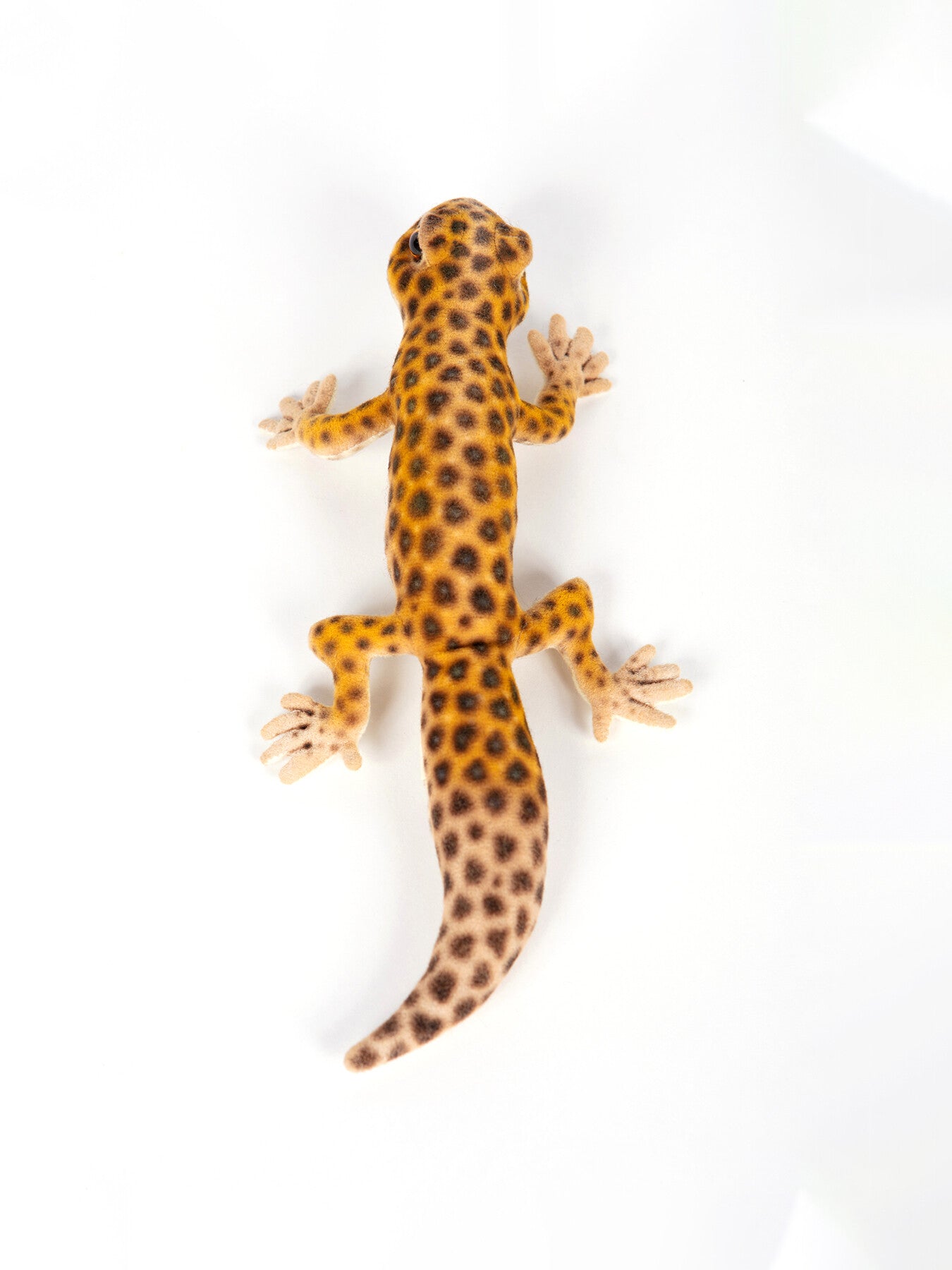 Leopard Gecko