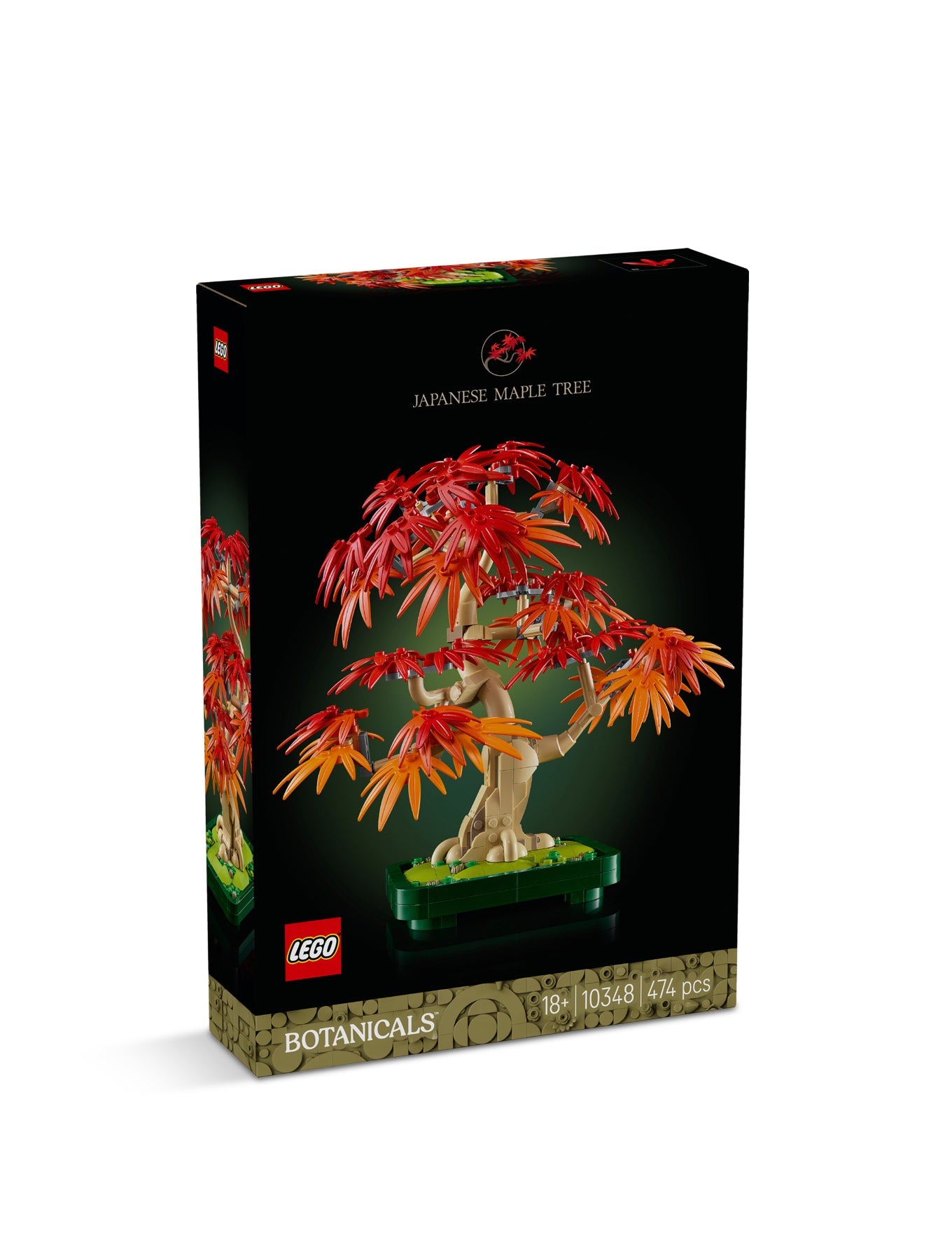 Japanese Red Maple Bonsai Tree 10348