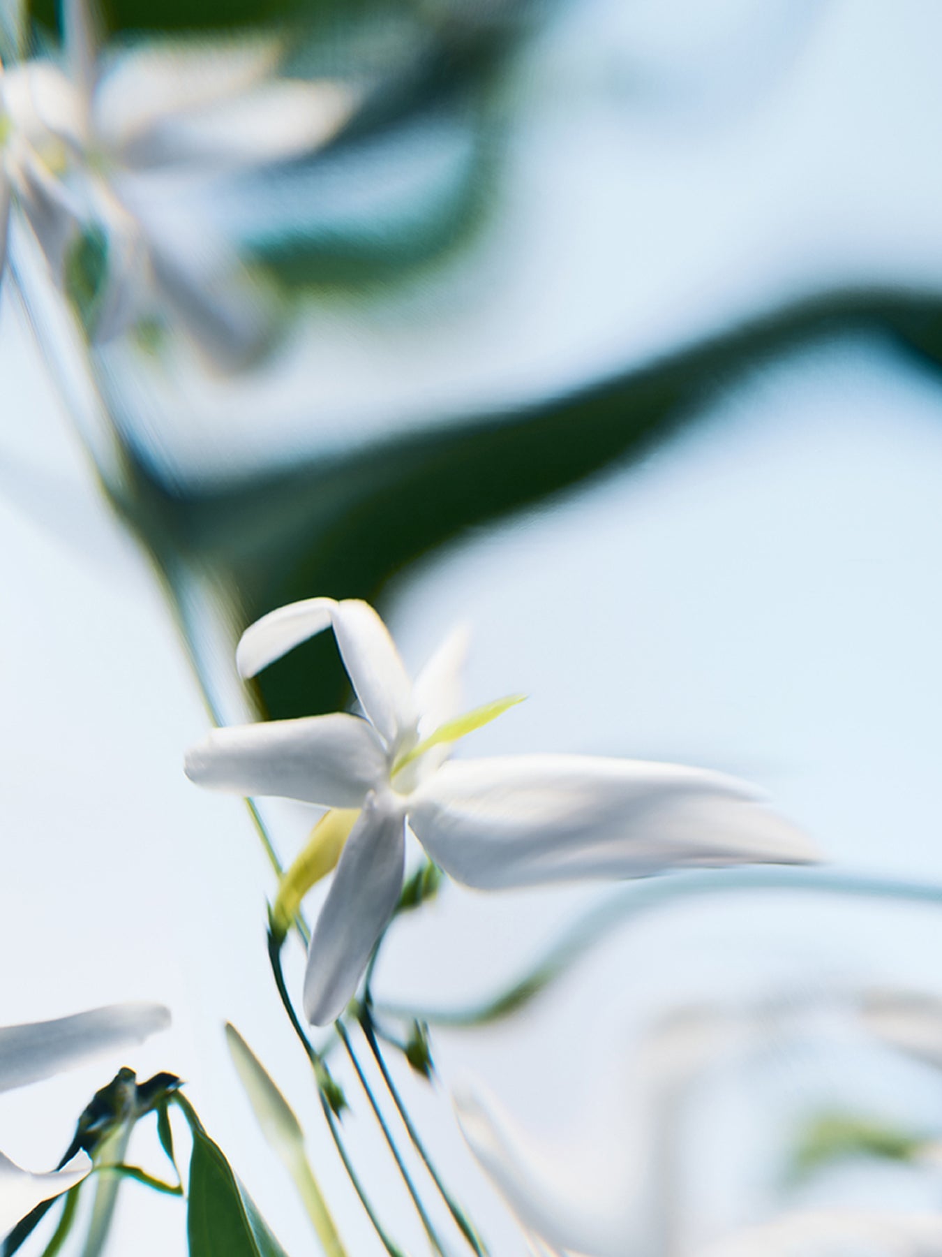 Blanche Absolu de Parfum 100ml