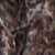 morel