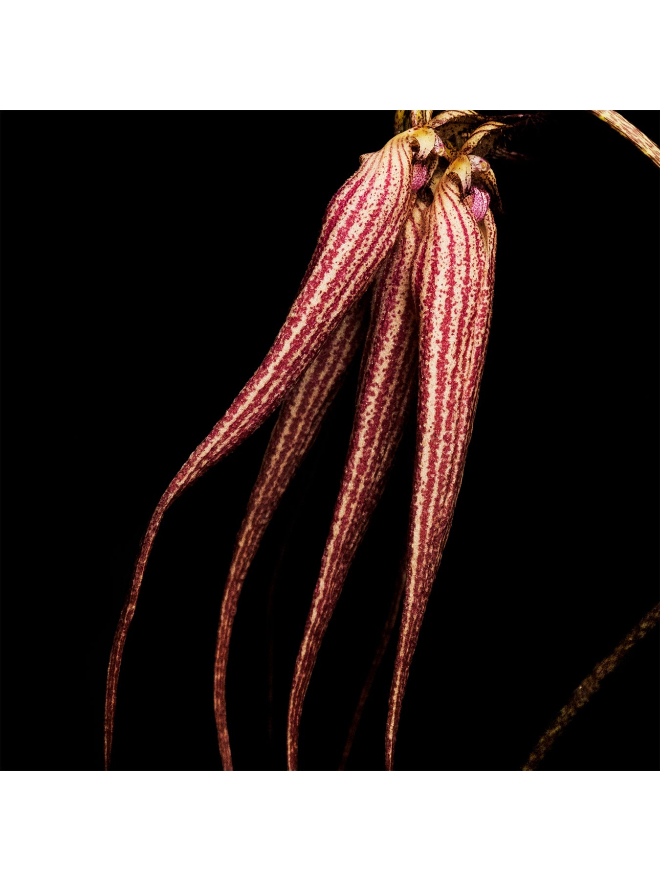 Bal D'Afrique Absolu de Parfum 100ml