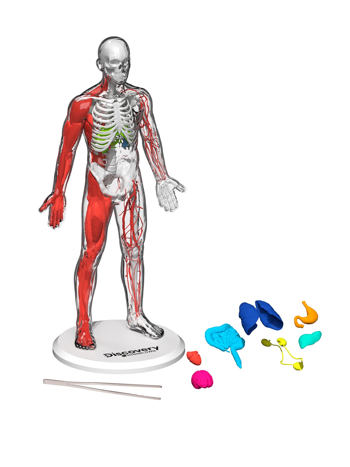 Anatomy Glow Kit