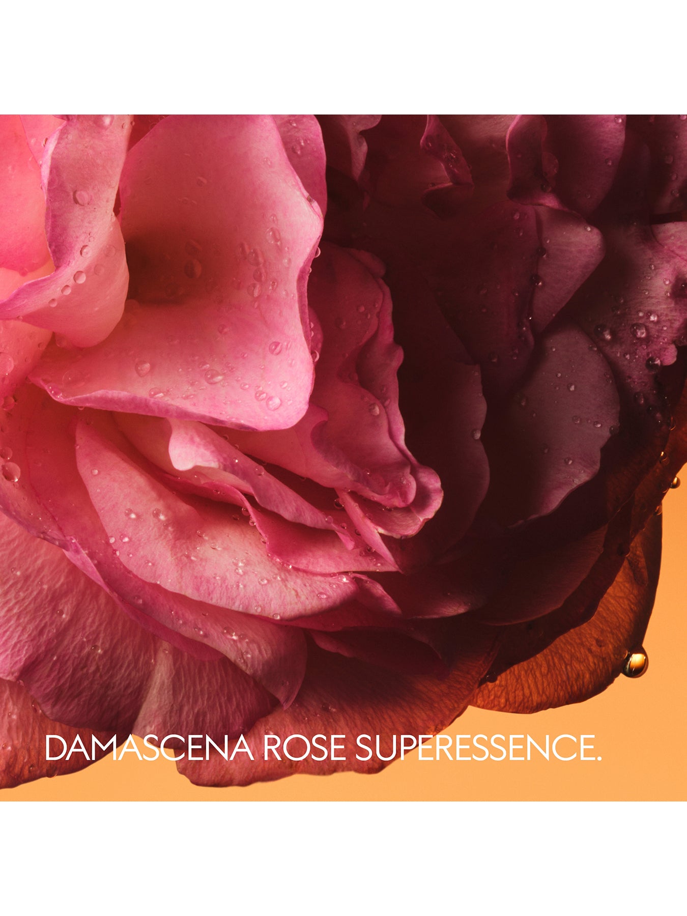 Gucci The Alchemist's Garden Rosa Sublime Eau de Parfum Unisex 50ml