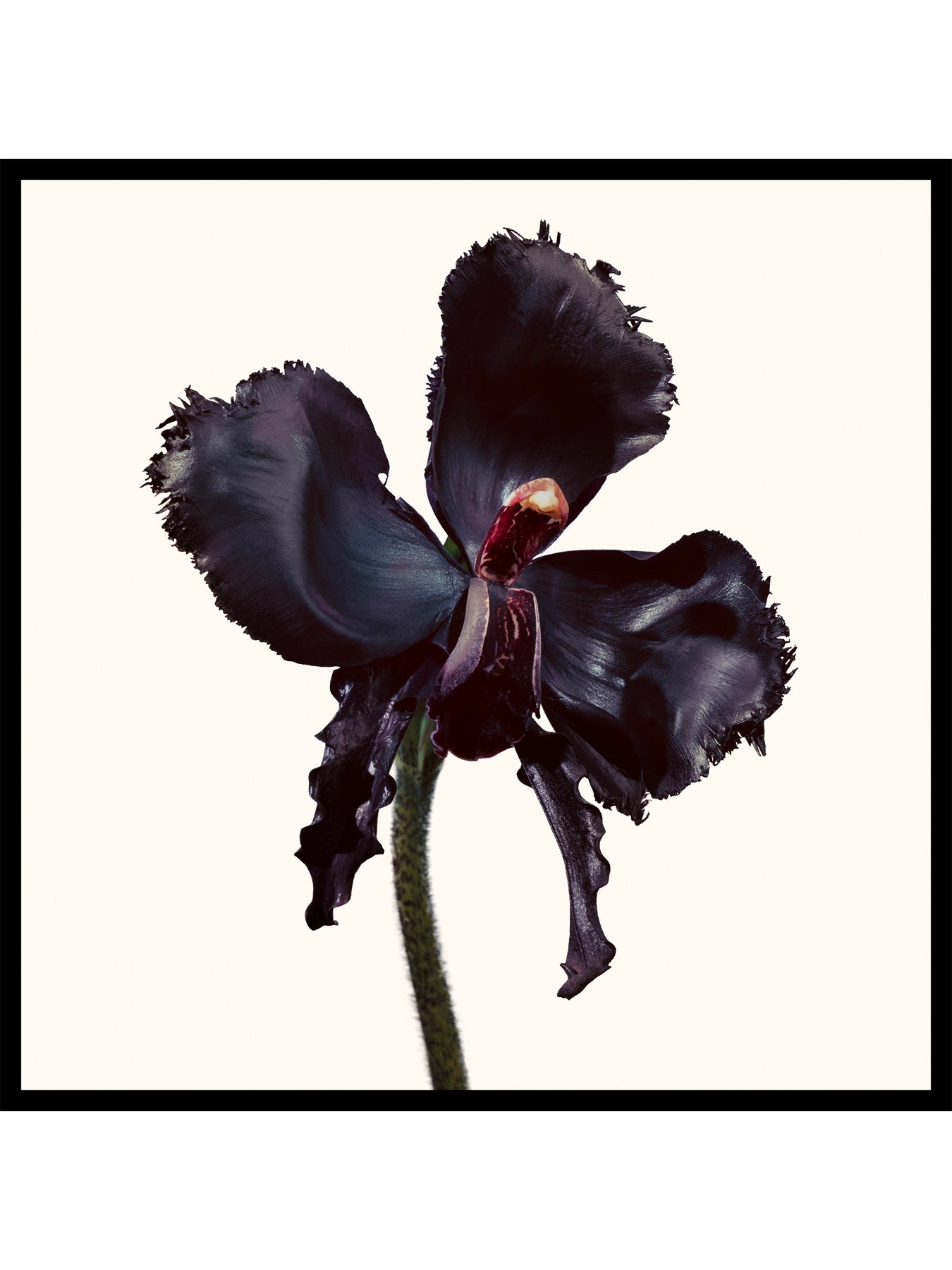 Black Orchid Reserve 100ml