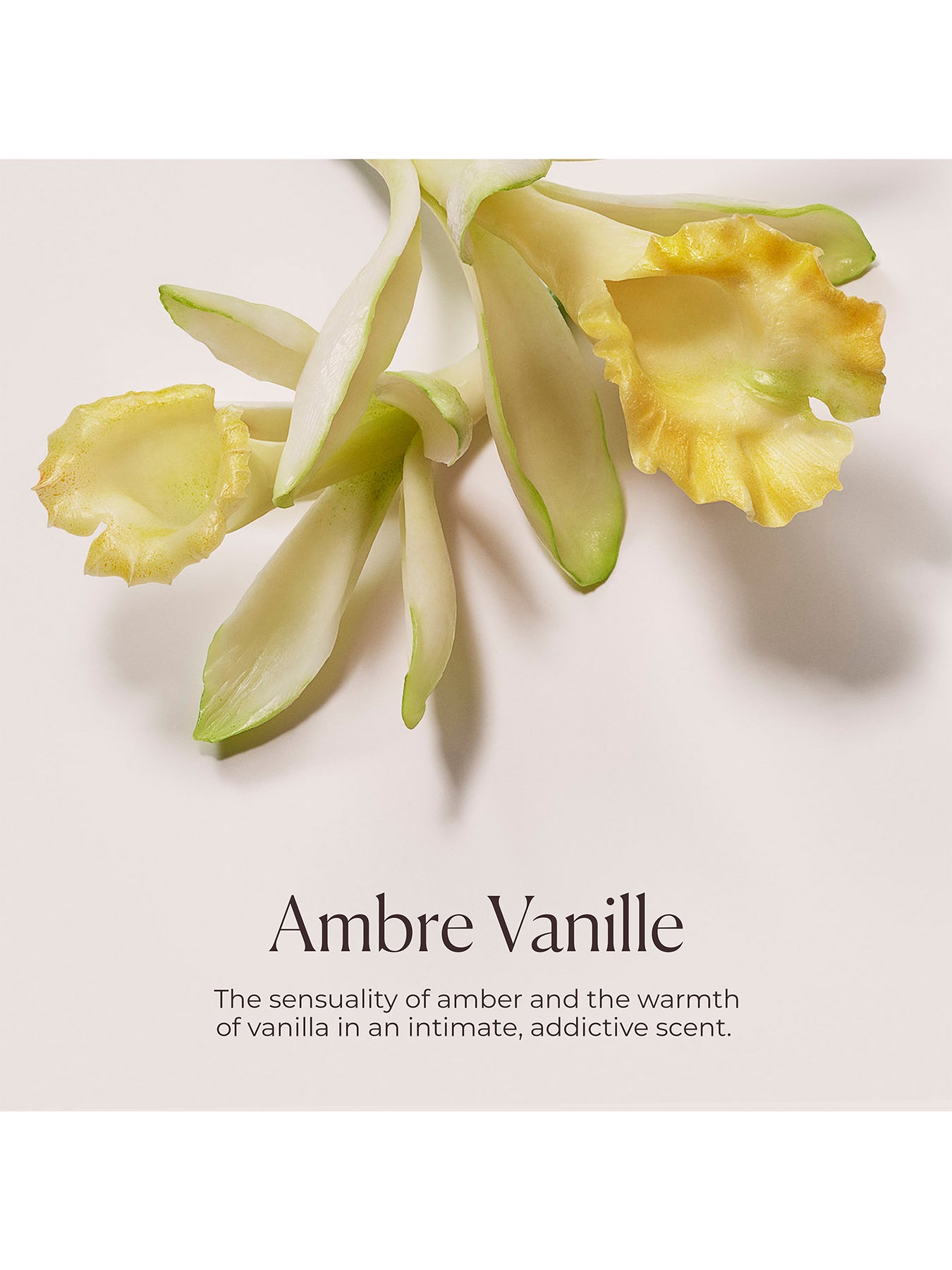 Delicious and Decadent Ambre Vanille Collection