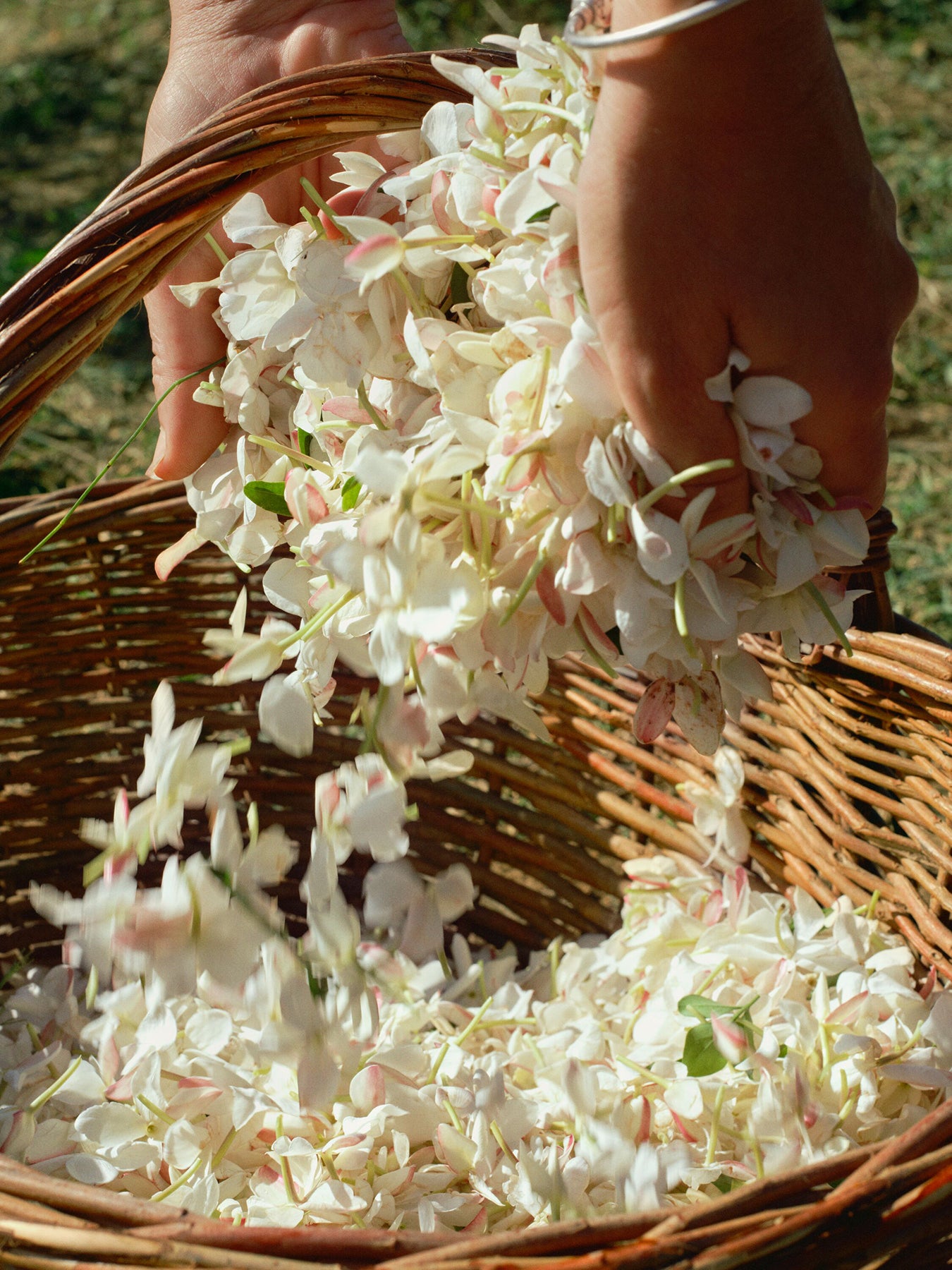 Gelsomino A Freddo Eau de Parfum 50ml